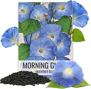 Seed Needs Morning Glory Seeds Heavenly Blue 1,000 Heirloom Seeds Bulk Pack