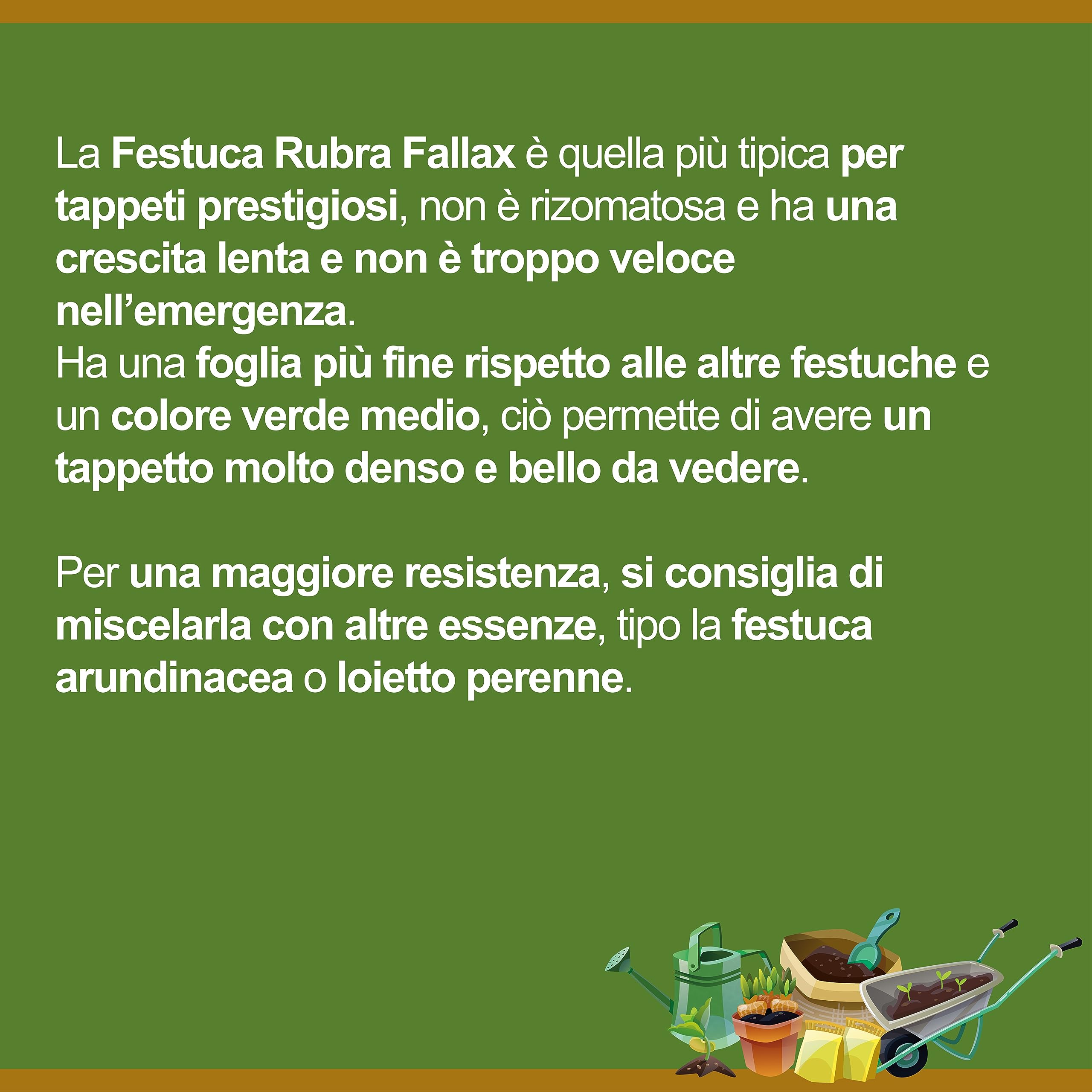 Fallax Rubra Fallax | Alfombra Erboso | El campesino (5 kg)
