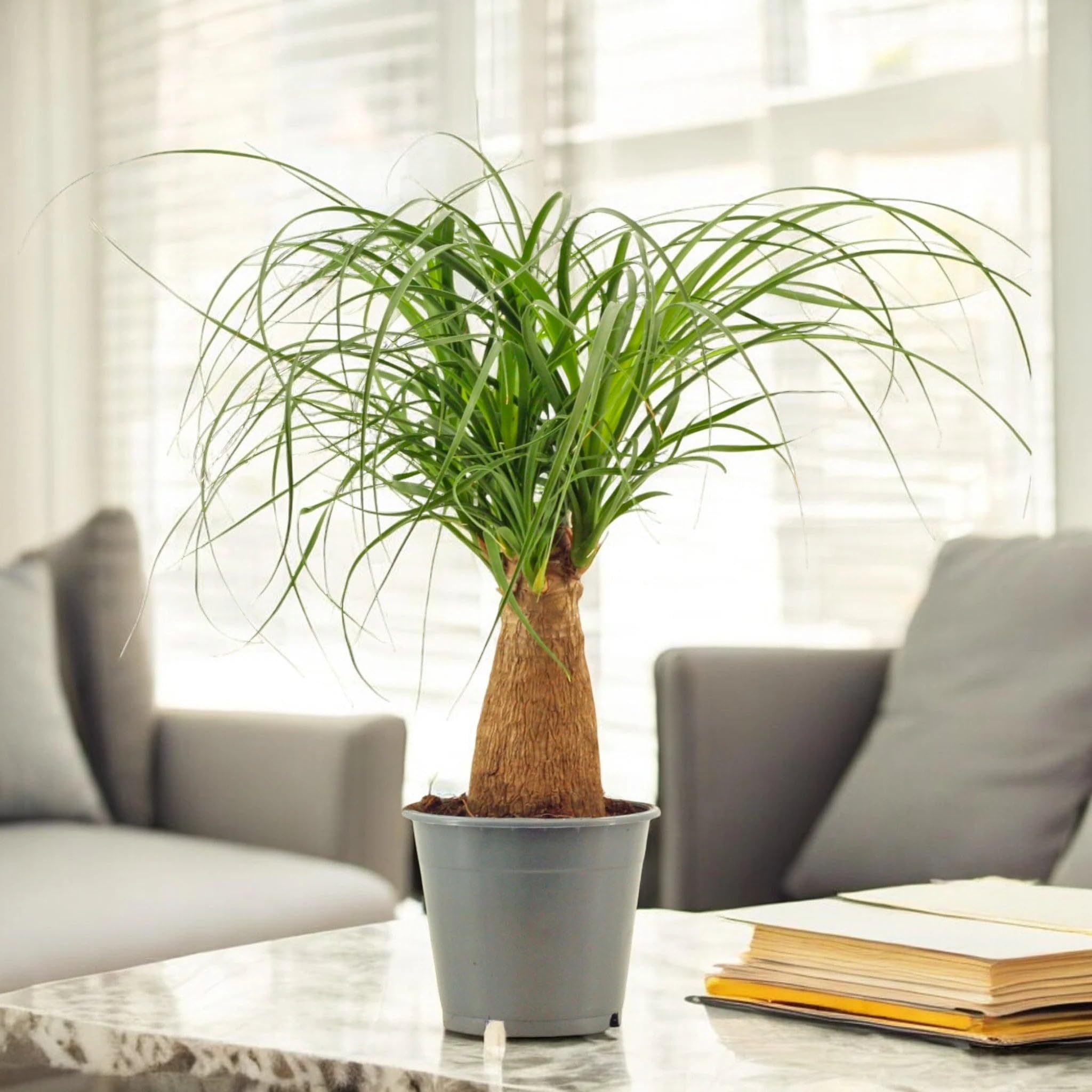 Beaucarnea Recurvata Mangiafumo, Pianta Ornamentale da Interno, Verde, 120 cm, Vaso 27, 1 Pezzo