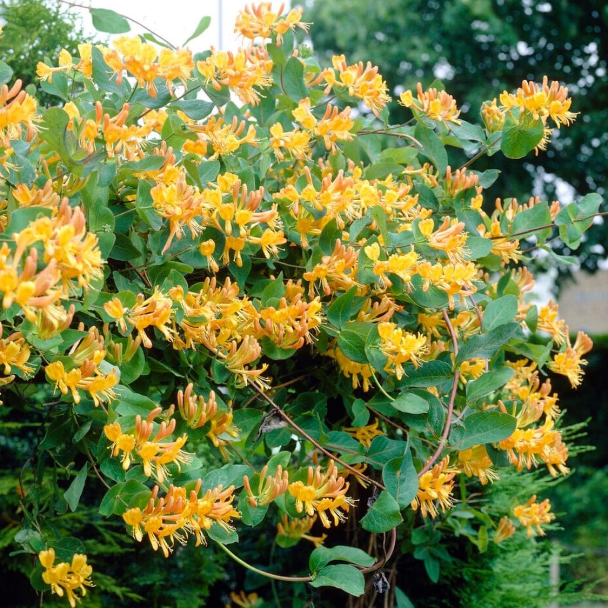 Amazon.com : 300+ Honeysuckle Seeds for Planting Honeysuckle Vine,Honeysuckle  Flower for Growing Seeds in The Garden Home Outdoor : Patio, Lawn & Garden