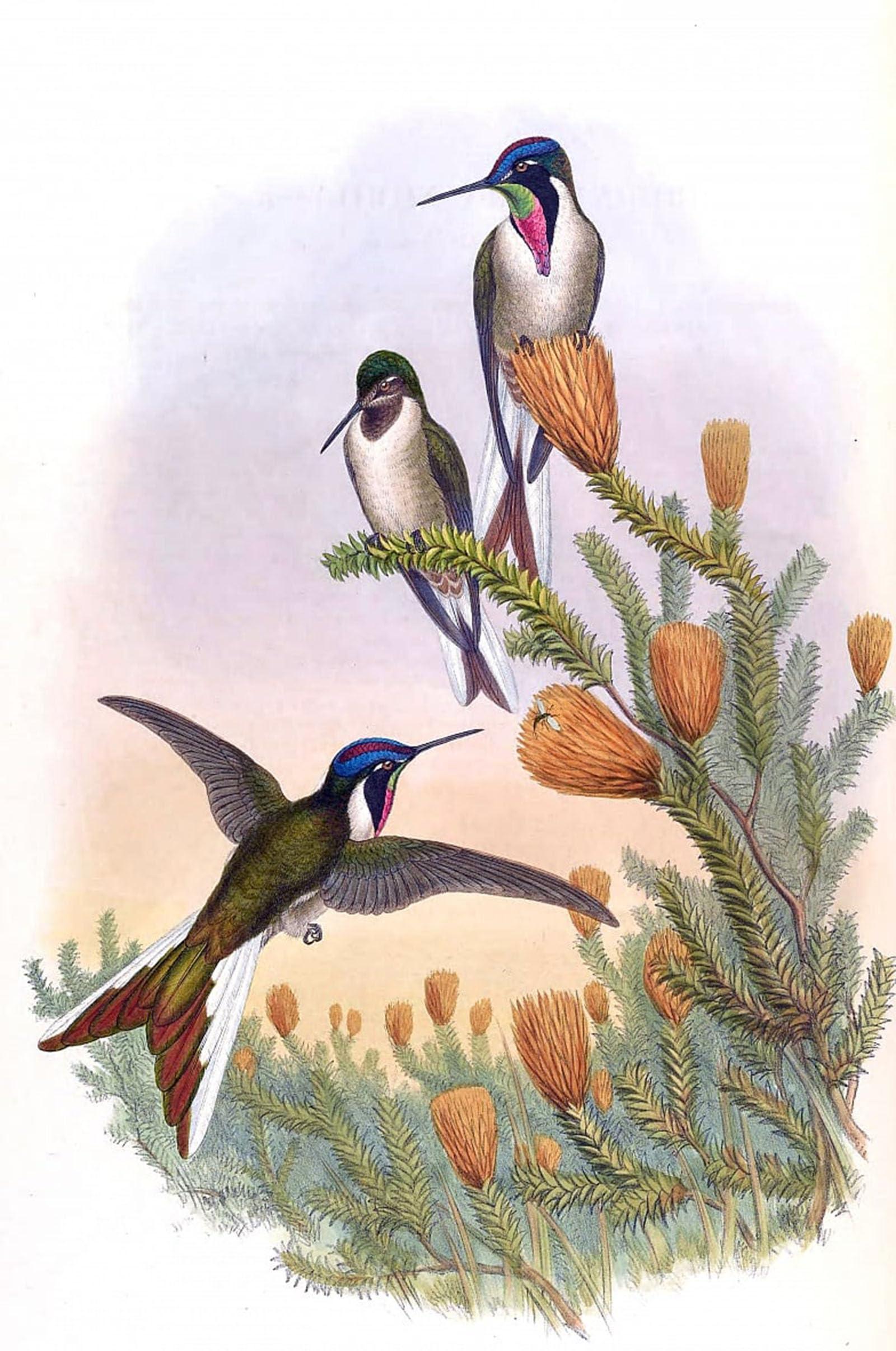 SERENDIPITP Retro Picture Poster Wall Art Pictures Painting Animal Bird Oreonympha Nobilis by John Gould Wall Art Canvas Print for Wall Decor 60x90cm
