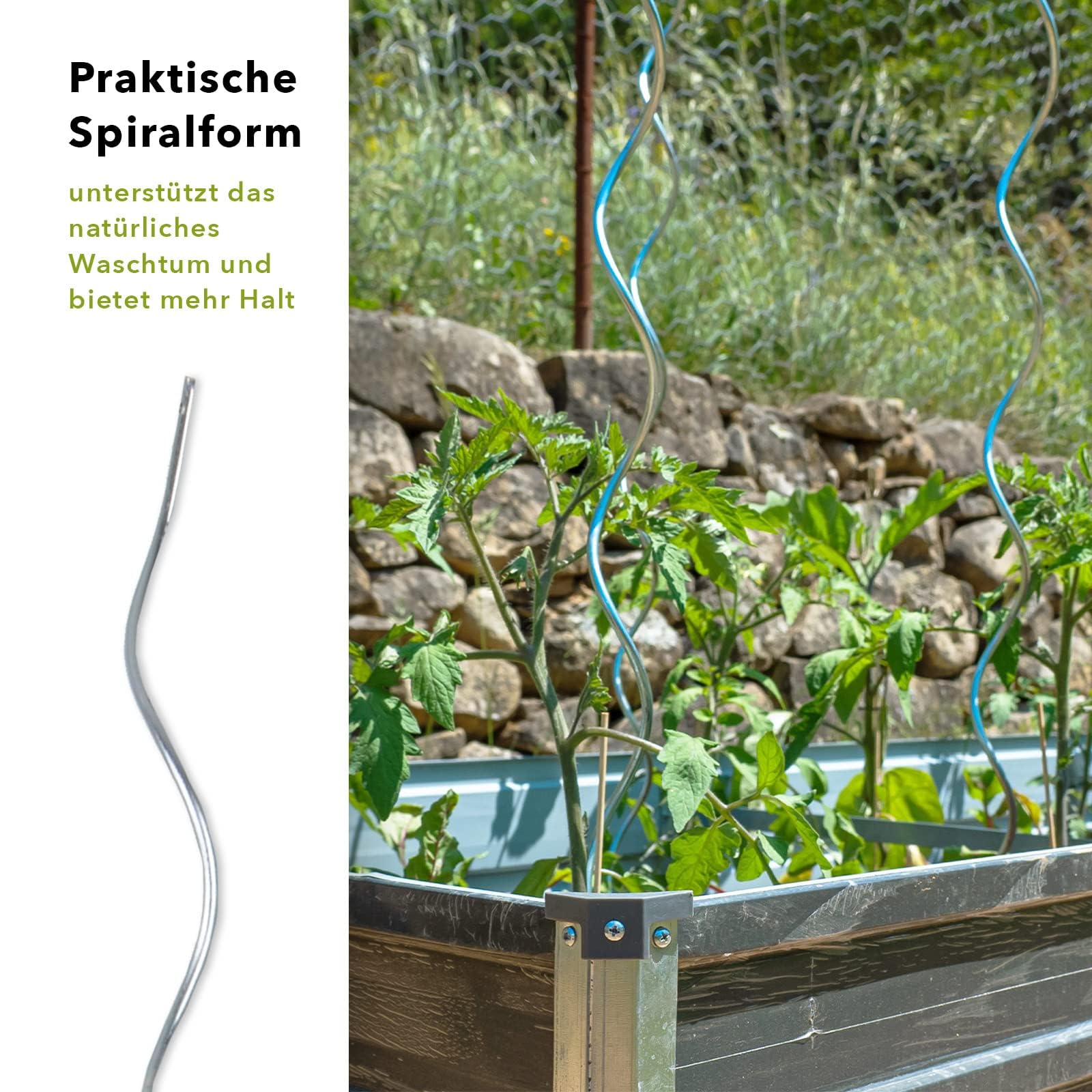 KARAT Tomatenspiralstäbe - 180 cm Länge - 10 Stück - Tomatenstab - Spiralstab - Rankstab - Tomaten Rankhilfe - Pflanzstab aus verzinktem Stahl