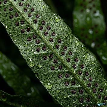 Java Fern Microsorum