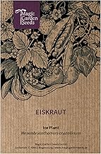 Eiskraut (Mesembryanthemum crystallinum) - ca. 200 Samen