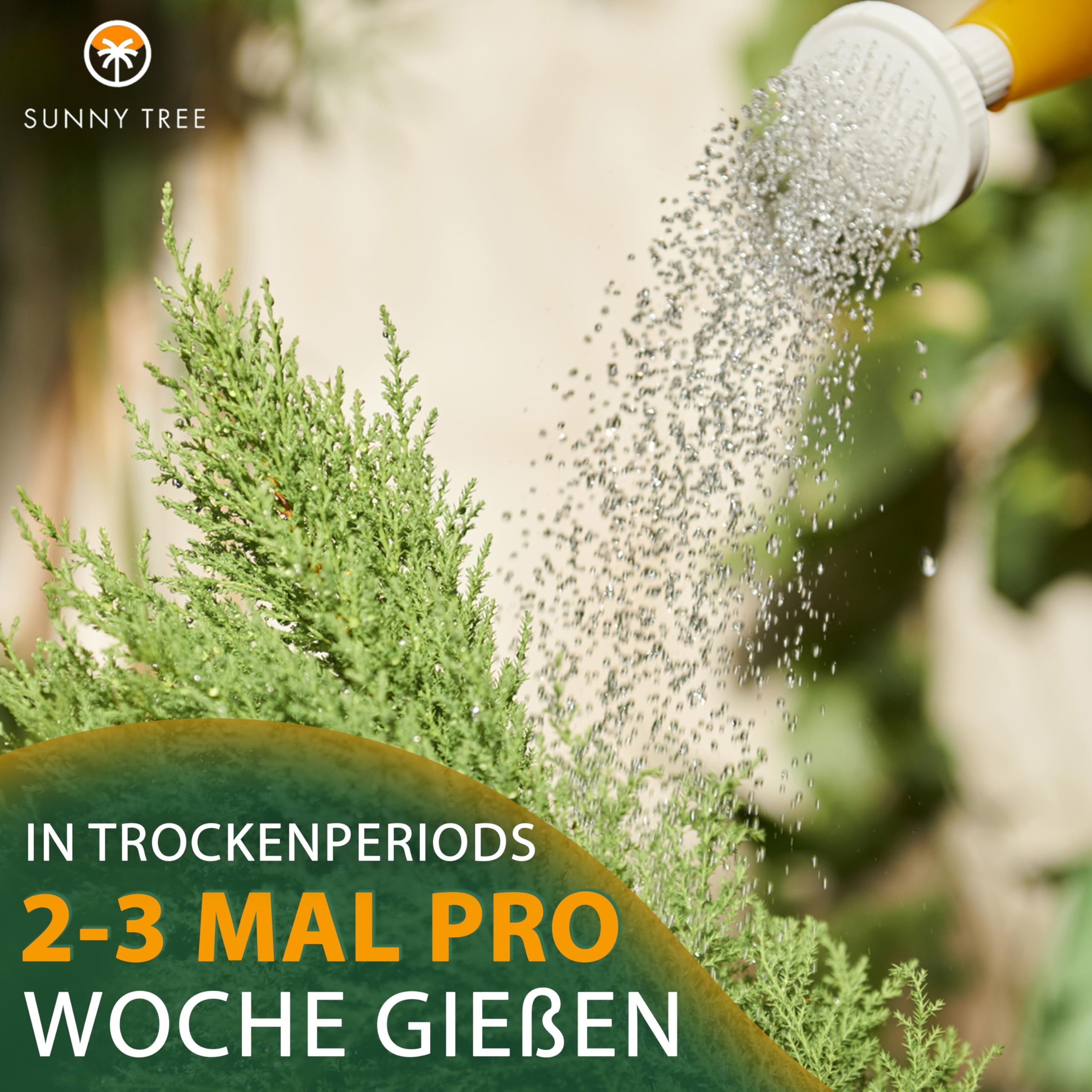 Sunny Tree - Zypresse Sempervirens Totem - Italienische winterharte Zypresse - 160 cm - immergrün - winterhart bis -18