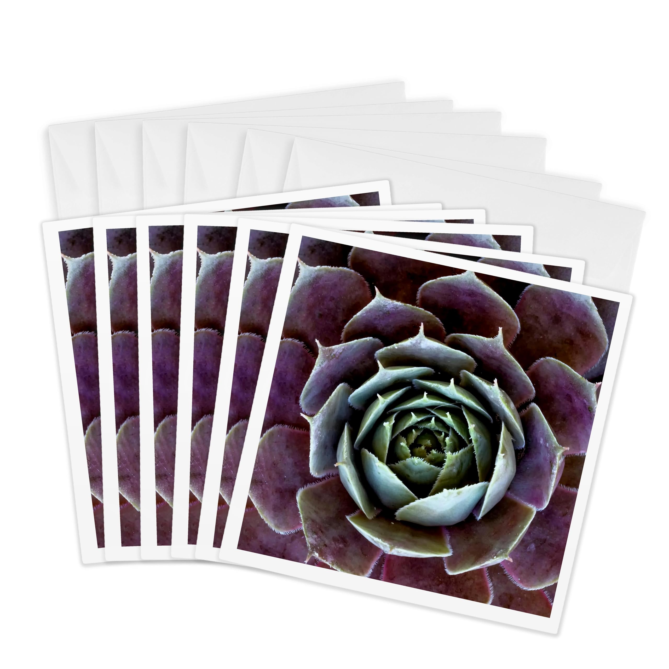 3dRose gc_250726_1 6 x 6-Inch"Wilmington, Delaware Close-Up of Hen and Chick Plant" Greeting Card (Pack of 6)