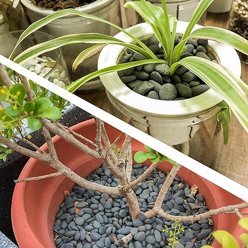 Miniatura 6 de CJGQ Rocas negras de 18 libras para plantas, rocas decorativas de río para suculentas, cactus jardín, paisajismo al aire libre, guijarros de playa