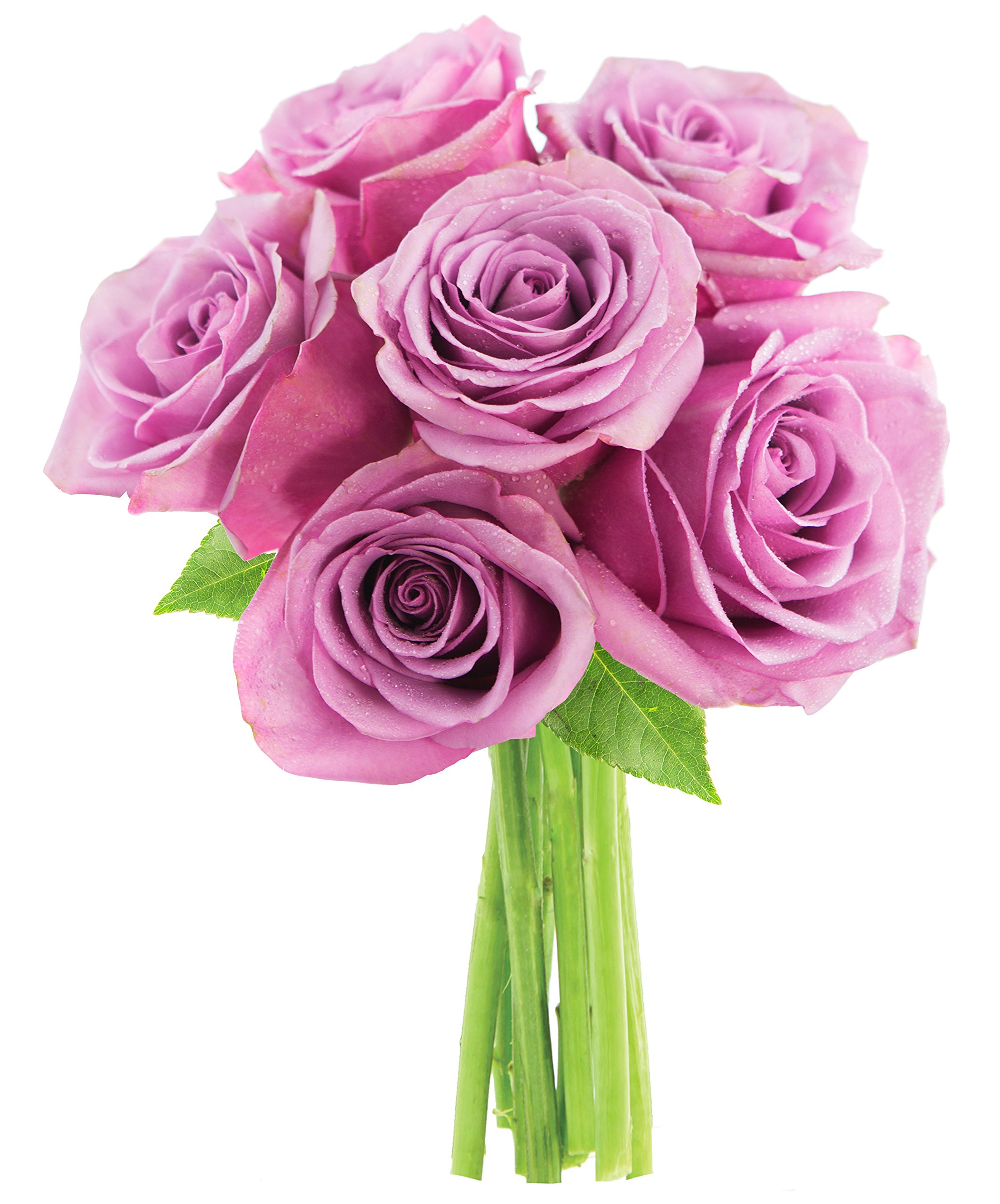 KaBloomBouquet of 6 Fresh Cut Purple Roses (Farm-Fresh, Long-Stem)