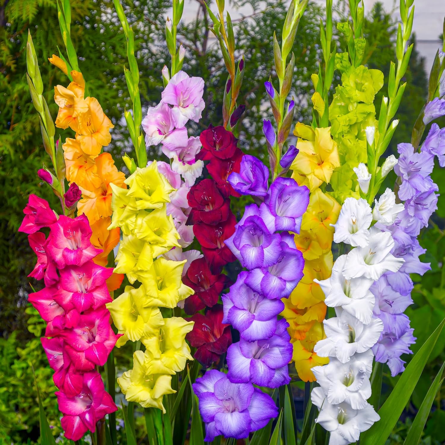 Gladiolos Bulbos Budget Mix - 50 Bulbos de Flores Exterior - Plantas Naturales Exterior de Holanda - No Resistente - Decoracion Jardin, Macetas y Balcón - Sin Semillas, No Artificiales