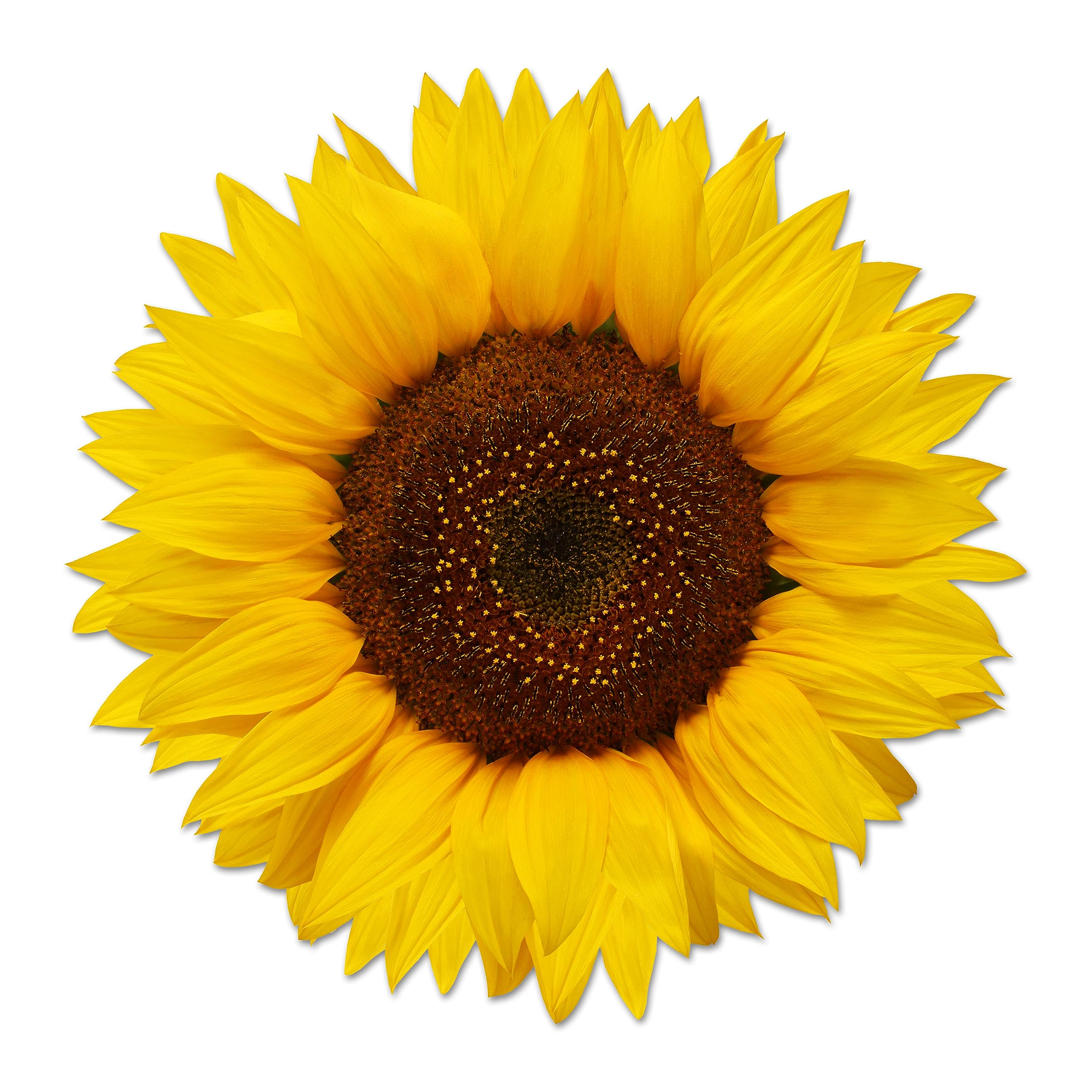 Beautiful Full Color Yellow Sunflower Sticker USA Made Decal Car Truck Window Bumper Wall (10" x 10")