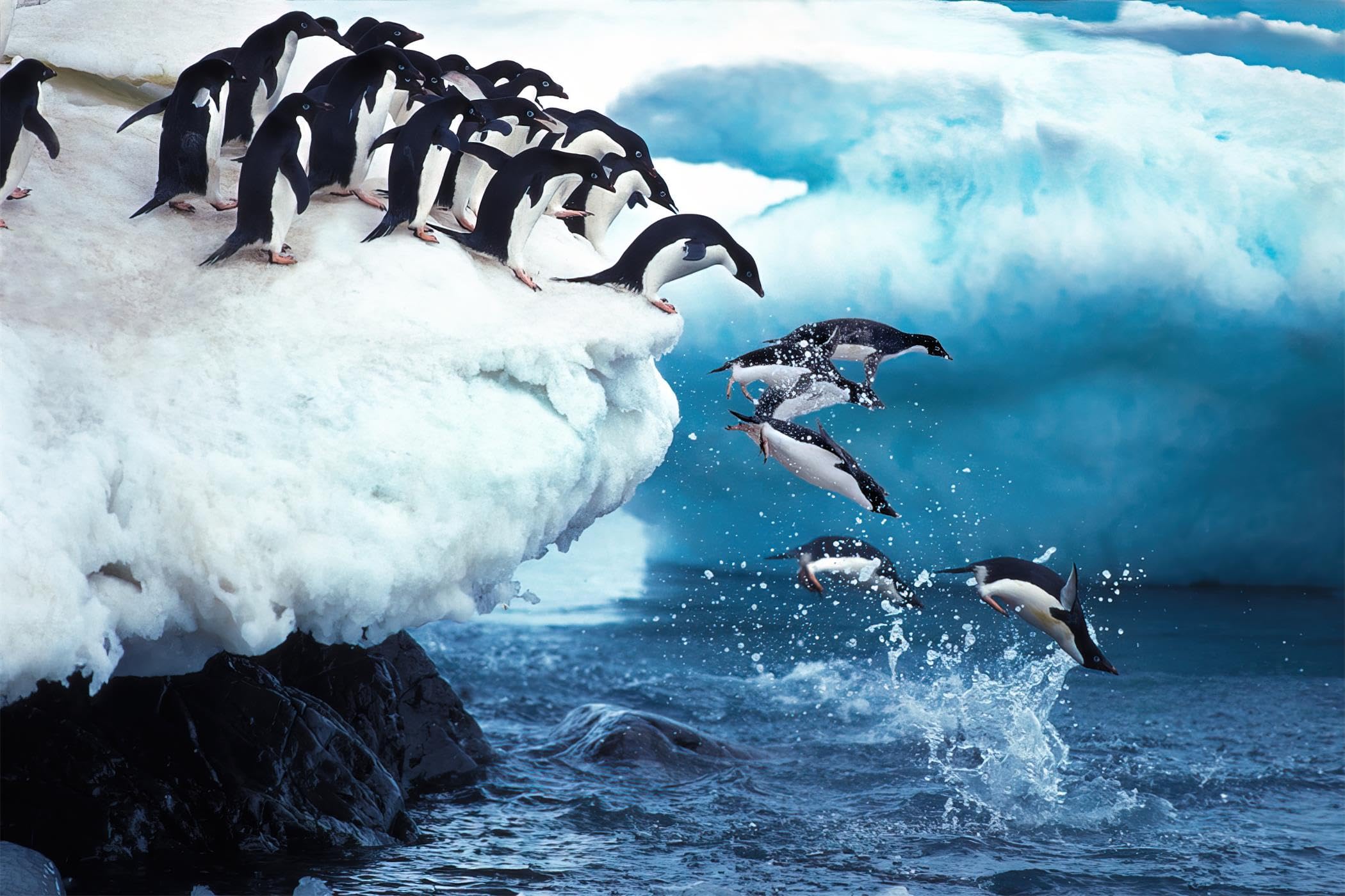 Adelie Penguin pygoscelis adeliae Group Leaping into Ocean Paulet Island in Antarctica Jigsaw Puzzle 1000 Piece Wooden Adults in Nature Landscape Puzzles