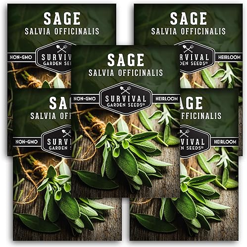 Miniatura 1 de Paquete de 5 semillas de salvia culinaria para plantar, paquete con instrucciones para cultivar hierbas de Salvia Officinalis en el huerto de tu