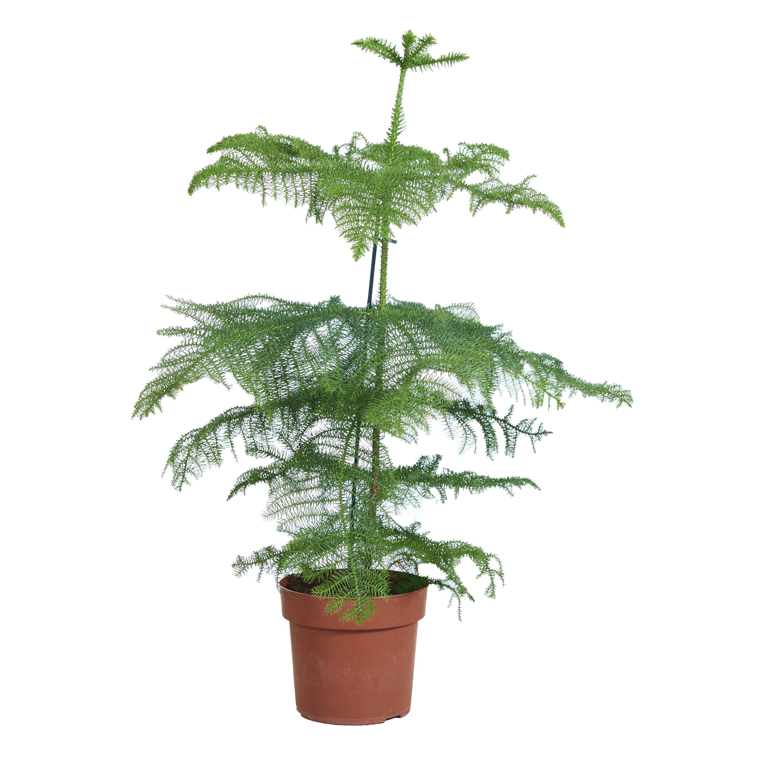 Bloomique - Araucaria Heterophylla - Zimmertanne - Norfolktanne -  Zimmerpflanzen - Weihnachtsdeko - Hhe 80-100 cm - Topf 21 cm : Amazon.de:  Garten