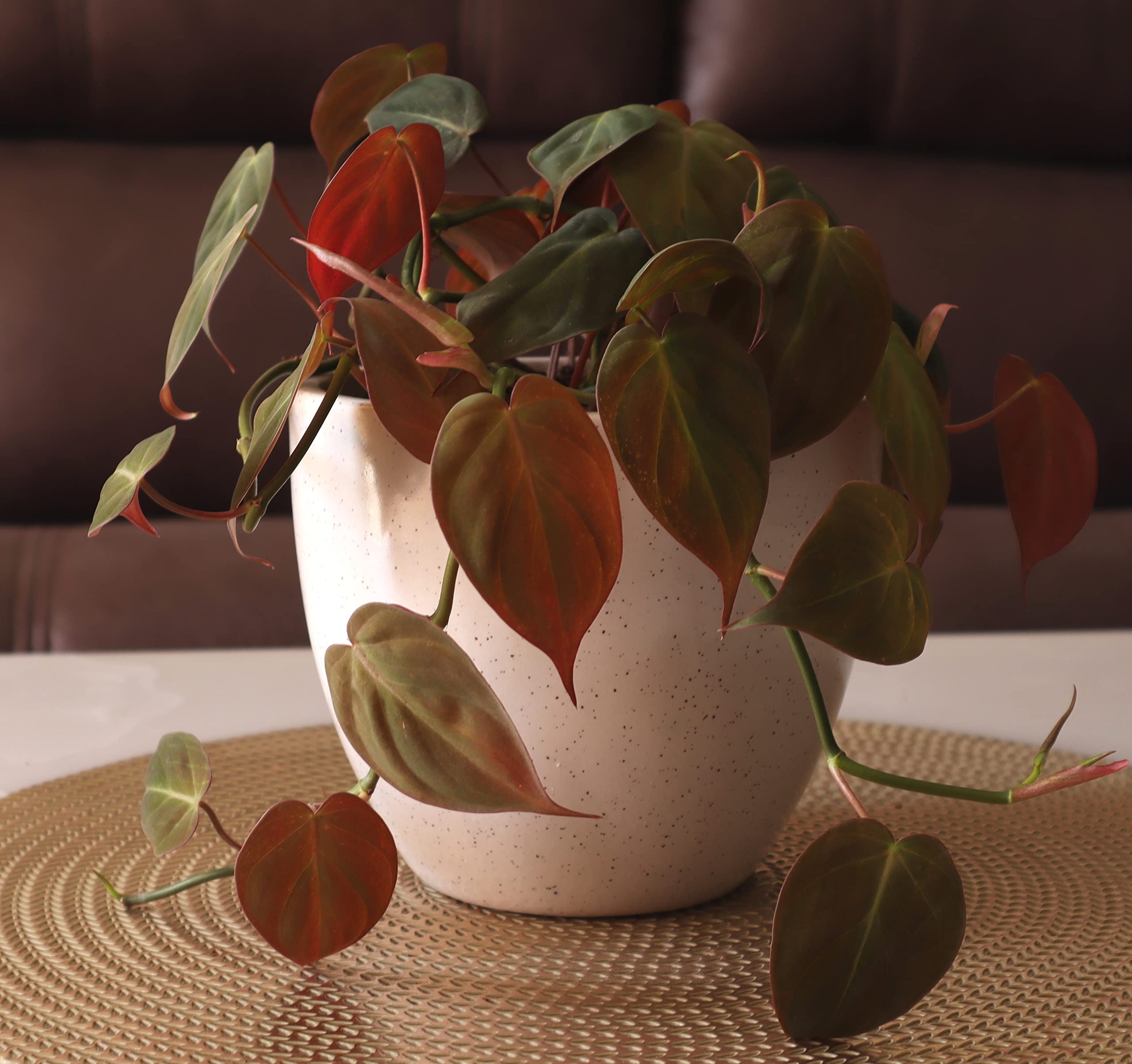 See full amazon price history chart for UrbanRoots Egg Ceramic Pot 5 Inch, Marble, White UrbanRoots Egg Ceramic Pot 5 Inch, Marble, White (B08LBWTL6V) Amazon Price History, Amazon Price Tracker