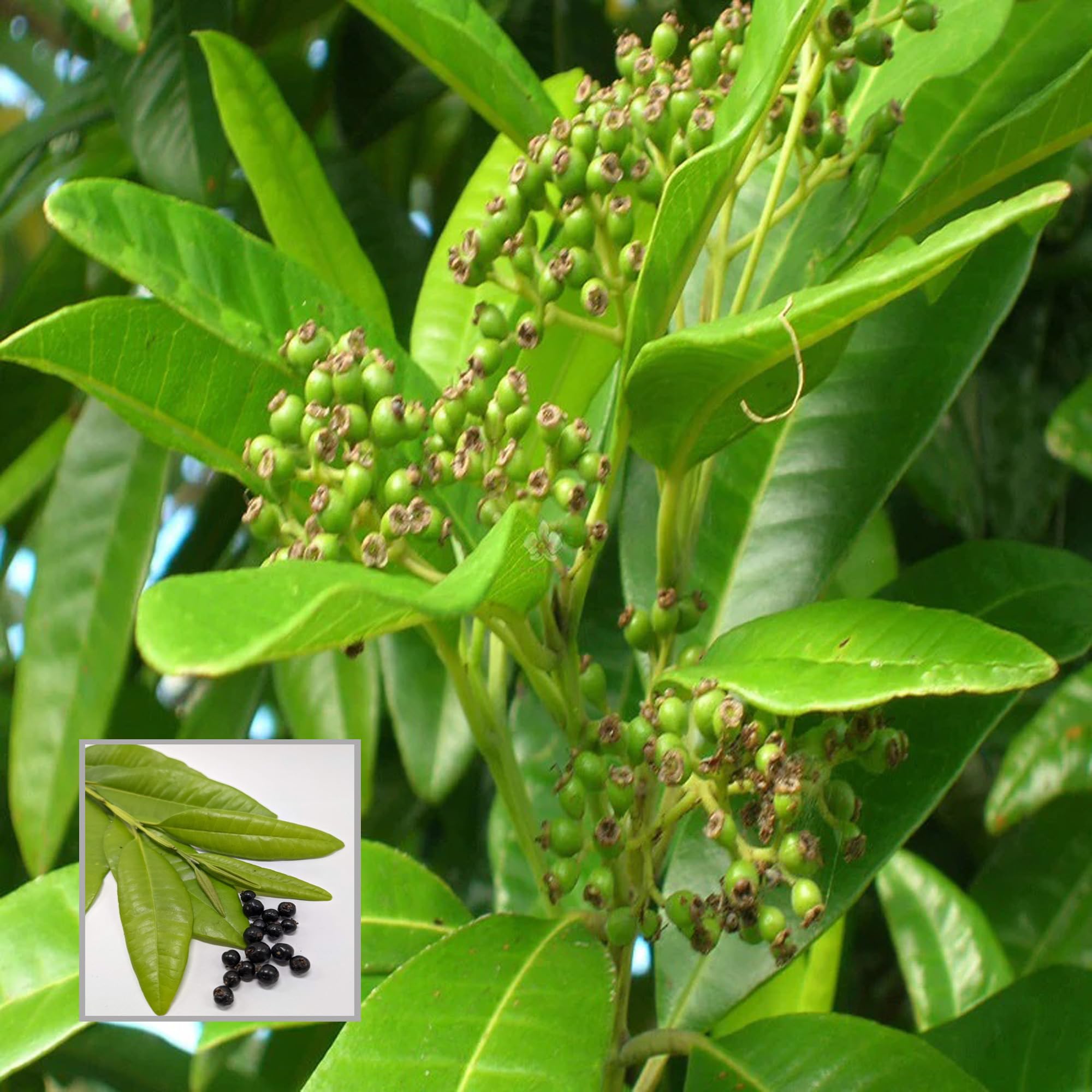 HAPING All Spice Pimenta Dioica spice scented leaf Spice Live Plant (1.5-3 Feet Height) (B0CTHL78T5) Amazon Price History, Amazon Price Tracker