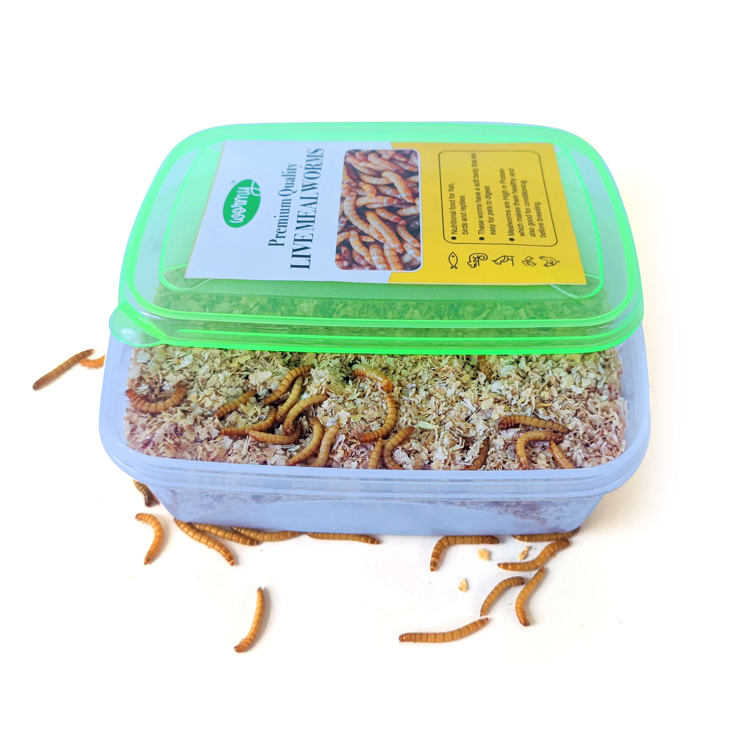 Buy Wormy Live MealwormsFood for Fish, Bird, Turtle, Bearded Dragon