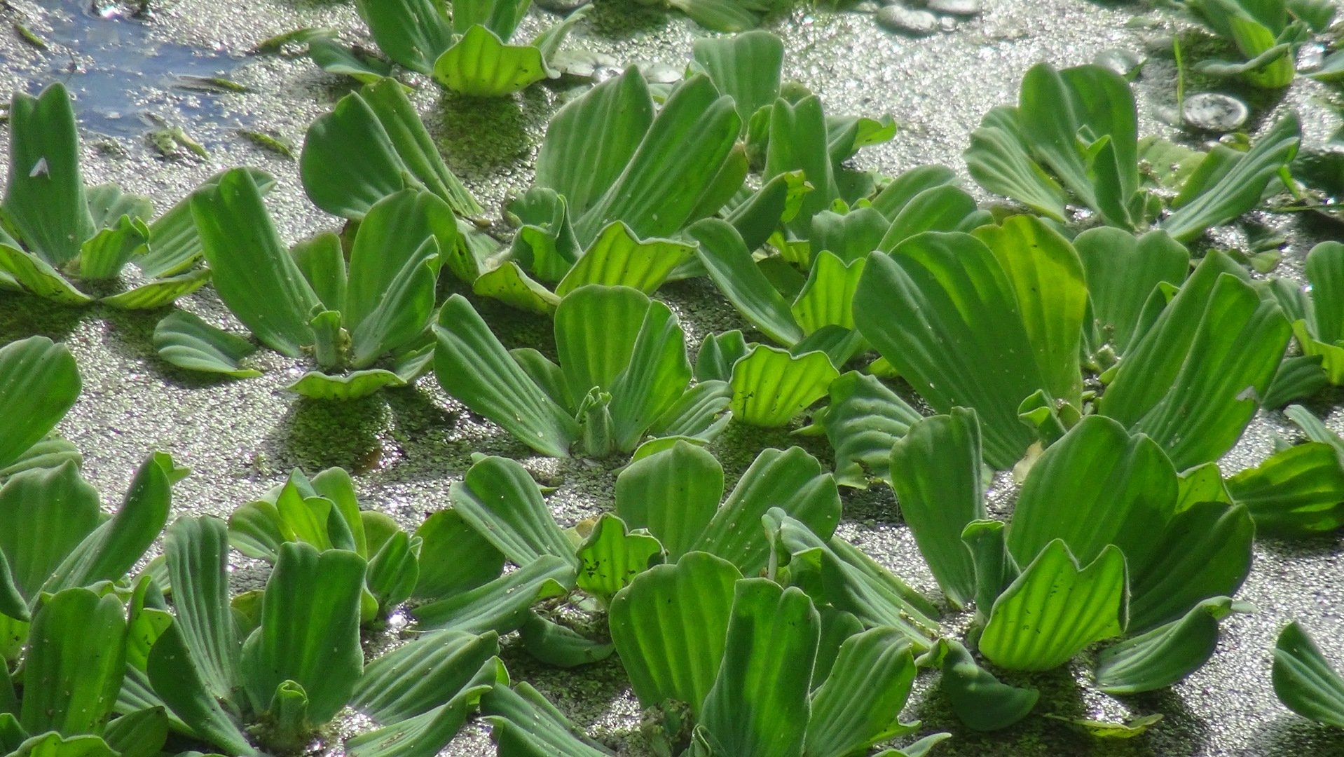Sałata wodna (Pistia stratiotes) Pływająca roślina do akwarium