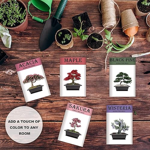 Miniatura 5 de Meekear Creciendo en acacia, glicina, sakura, arce rojo, pino negro, 5 tipos para regalos de bricolaje de jardinería en el hogar