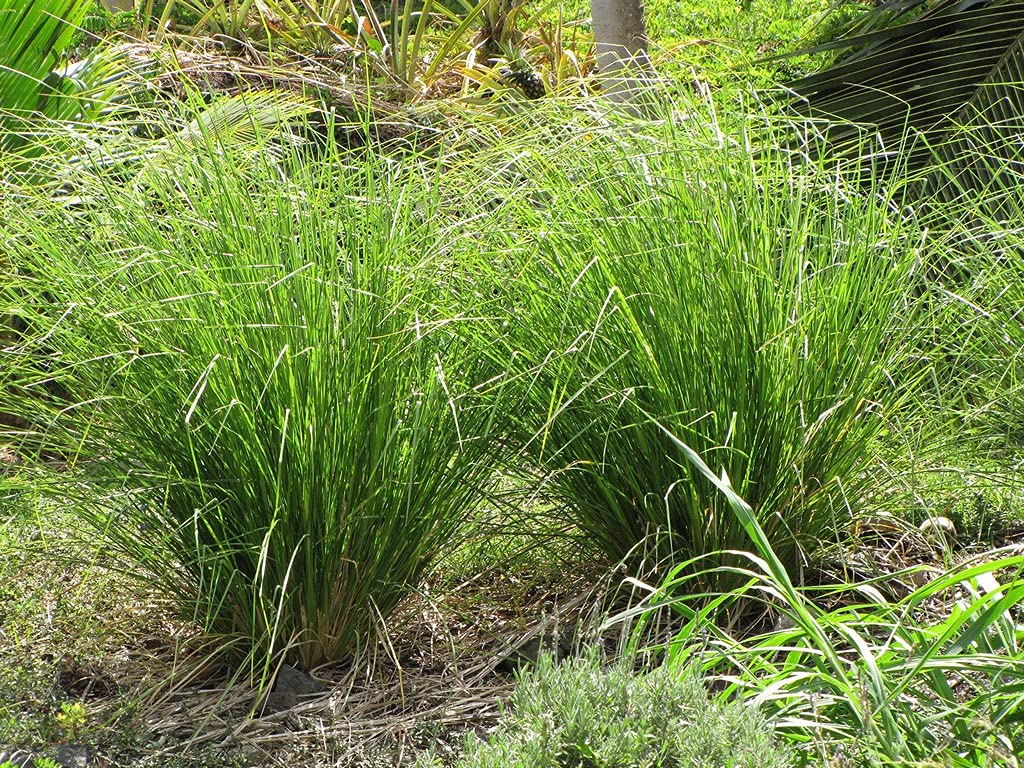 Ohhsome Gardens Rare Vetiver Plant Ramacham Chrysopogon Zizanoides Medicinal (Medicinal Plant) (Healthy Live