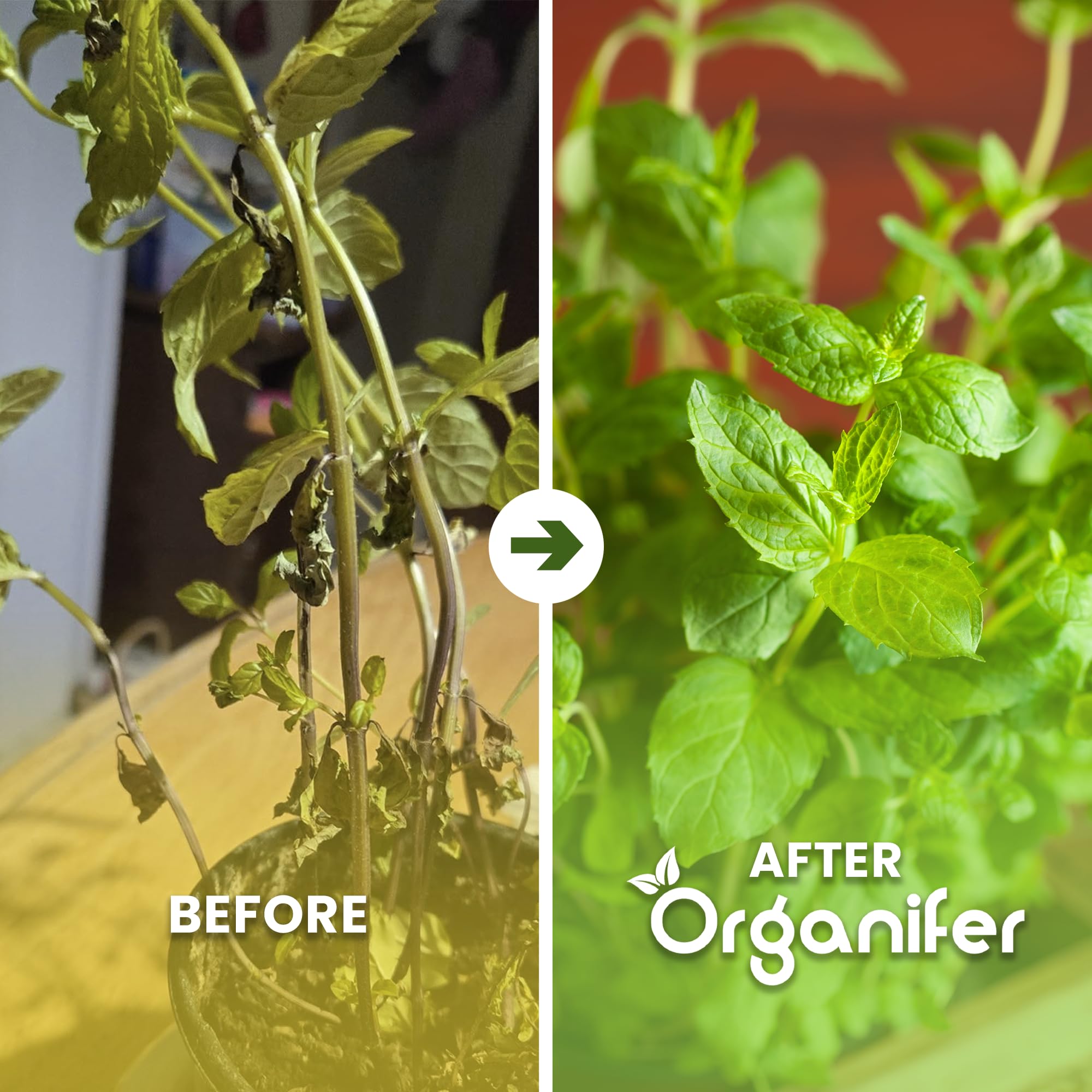 Flüssigdünger Für Pfefferminze 2L – Organischer Dünger Für Kräftiges Wachstum Und Aromatische Blätter – Fördert Wurzeln Und Widerstandskraft – Organifer