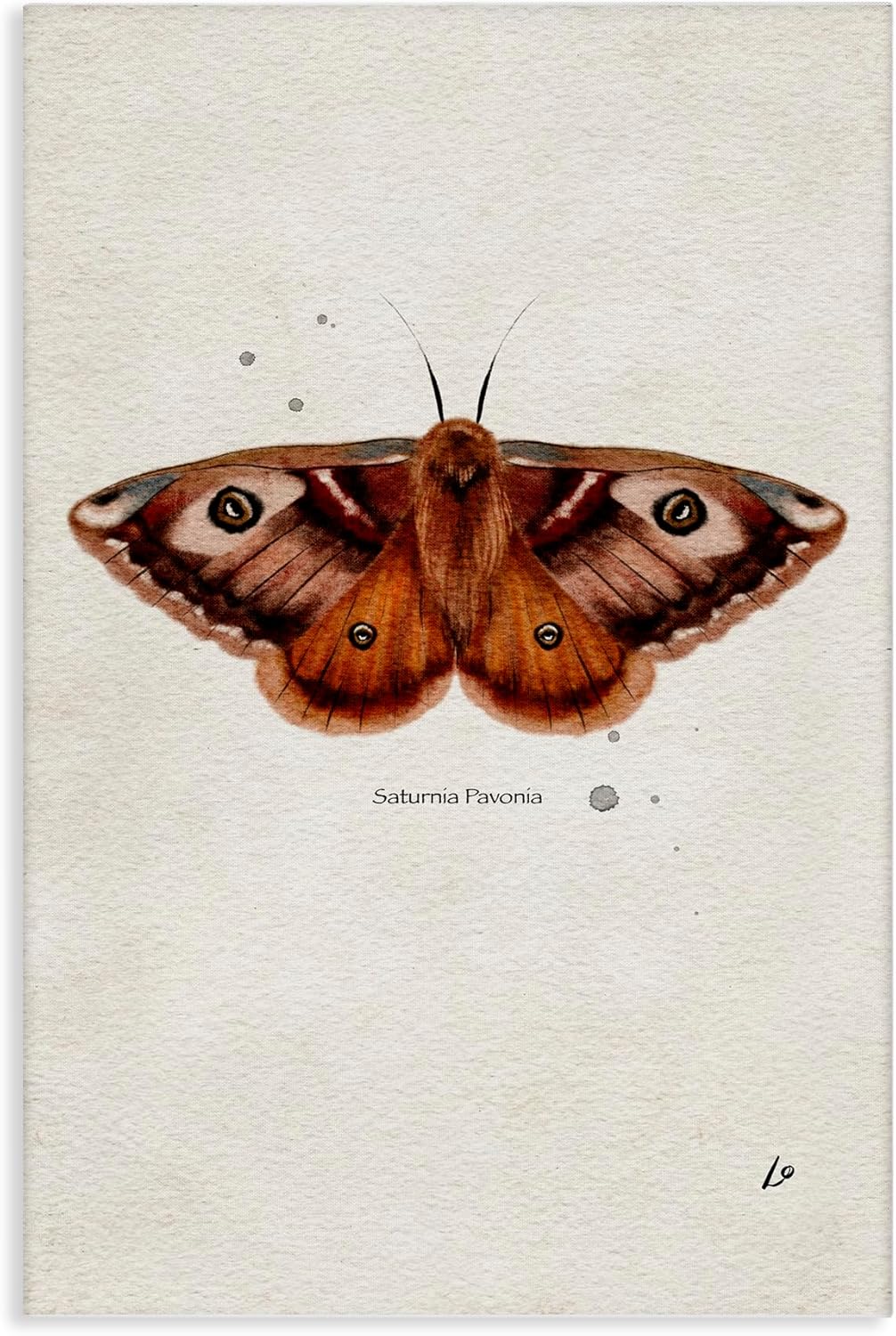 Stupell Industries Scientific Orange Moth Canvas Wall Art Design by Lydia Orange, 30 x 45