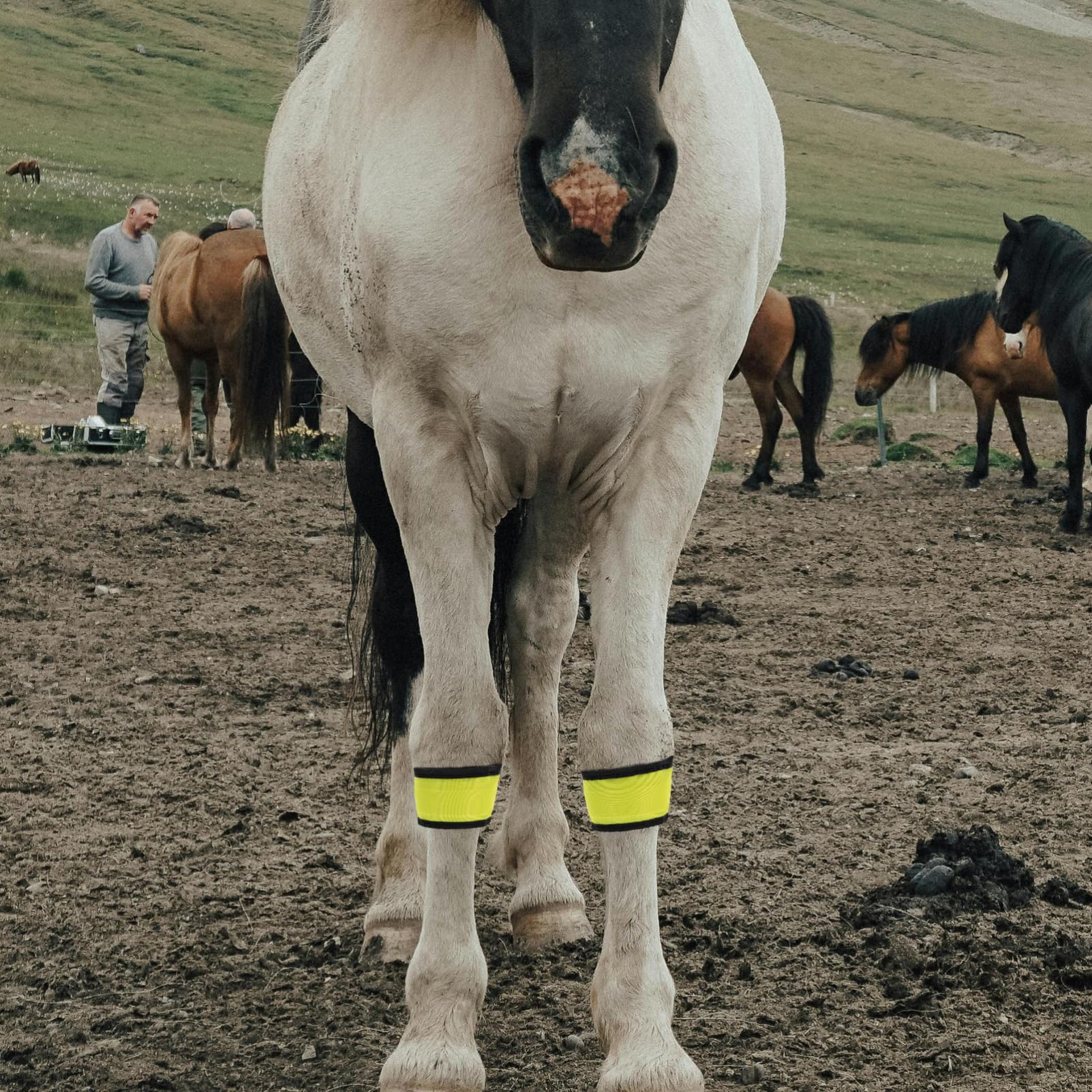 Leuchtring Pferd LED Beinband aus 4 Stück Verschleißfestes und Tragbares Pferdezubehör für Nachtreiten und Training Gelbe Reflektierende Gamaschen für Pferde