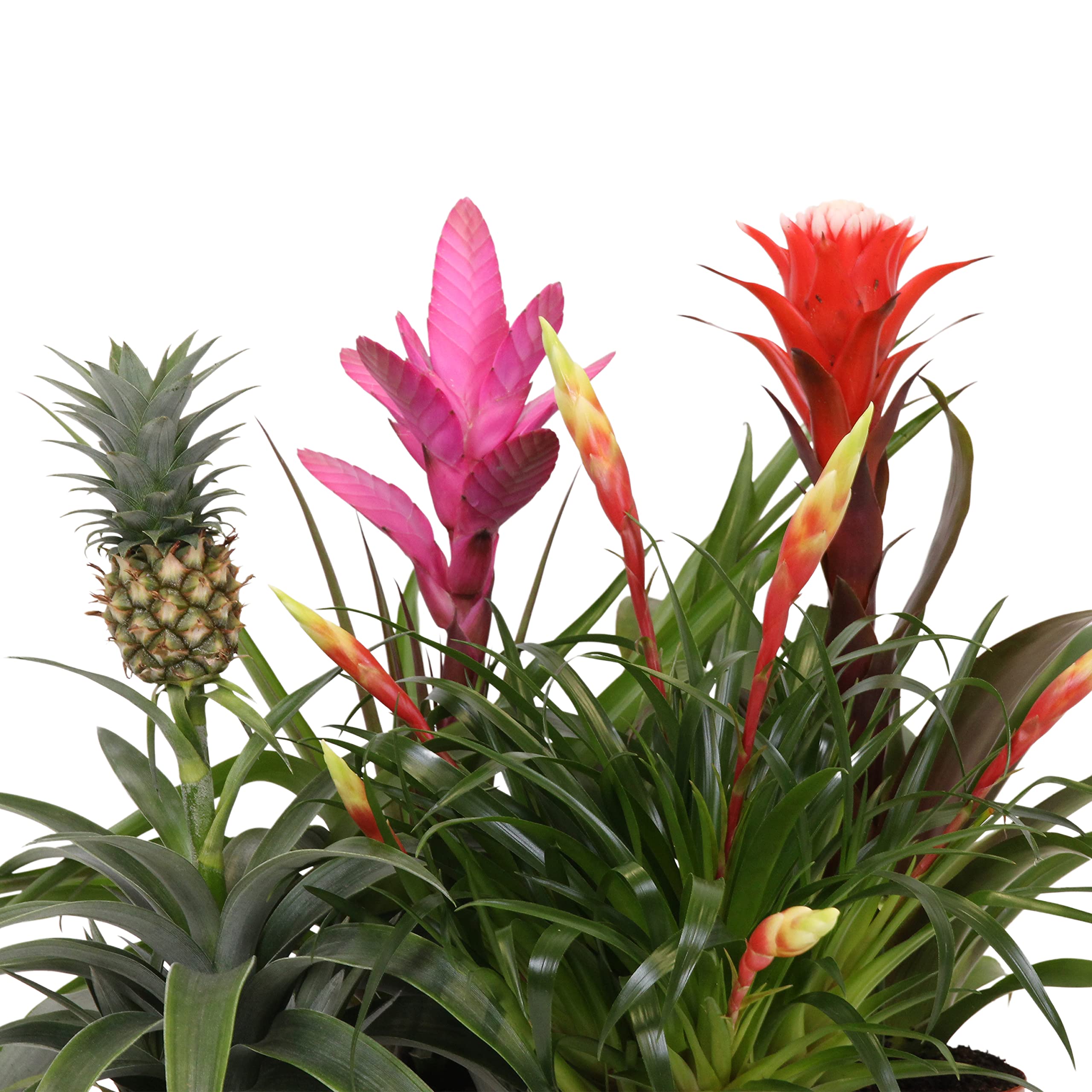 drachenbaum zimmerpflanzen Dracaena Compacta main image 1