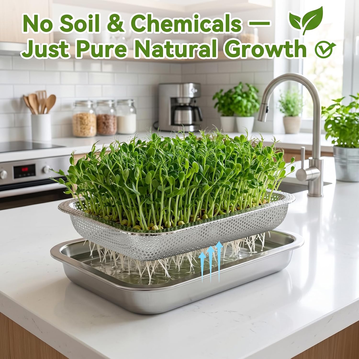 2 Pcs Stainless Steel Seed Sprouter Growing Trays Kit with Gauze & Lids (M)