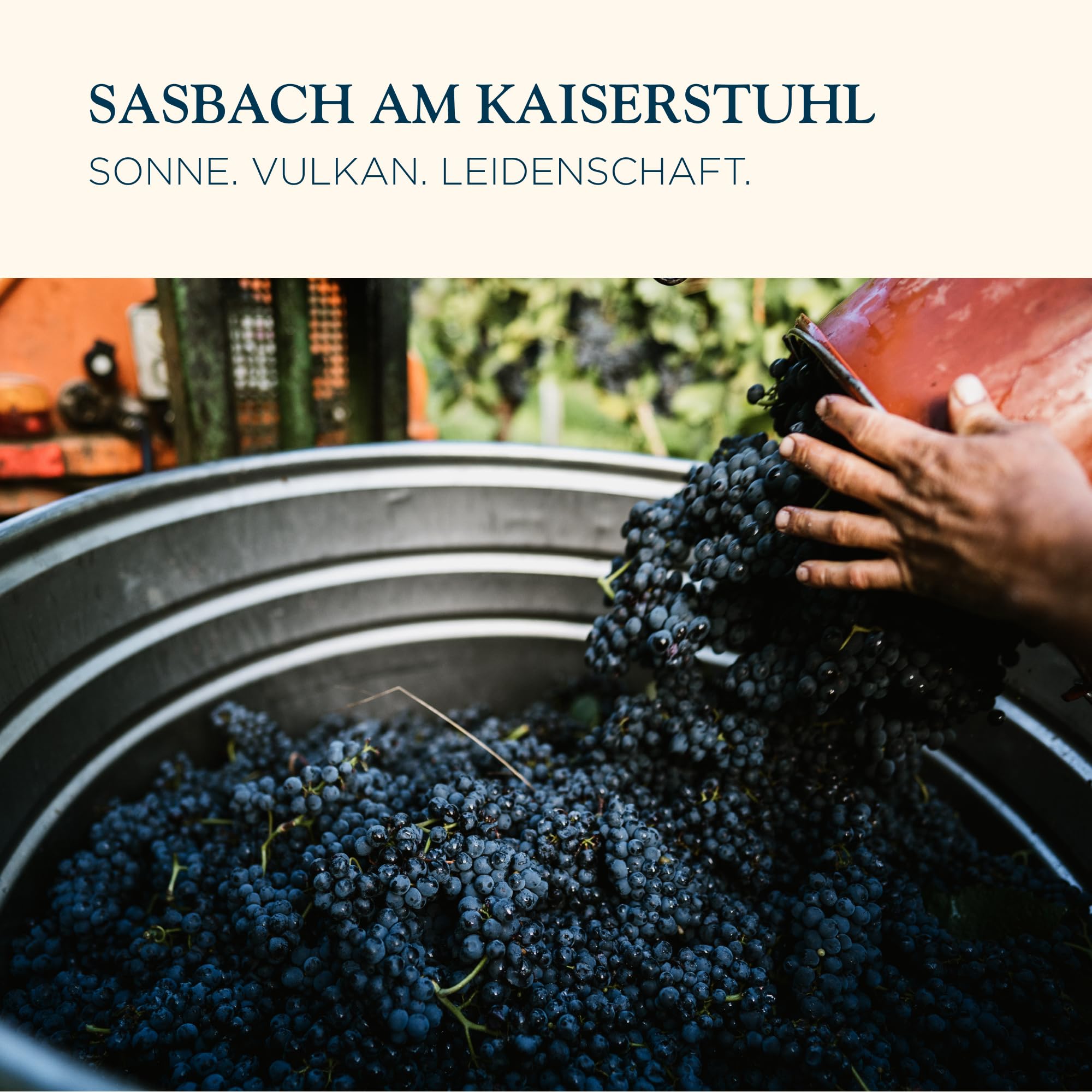 Sasbacher Spätburgunder Falstaff-Paket, Rotwein trocken 3x0,75 l | Spätburgunder Barrique Spätlese, Jäger-Wein QbA & Edition Orchidea Spätlese trocken, Falstaff prämierte Weine, Rote Halde