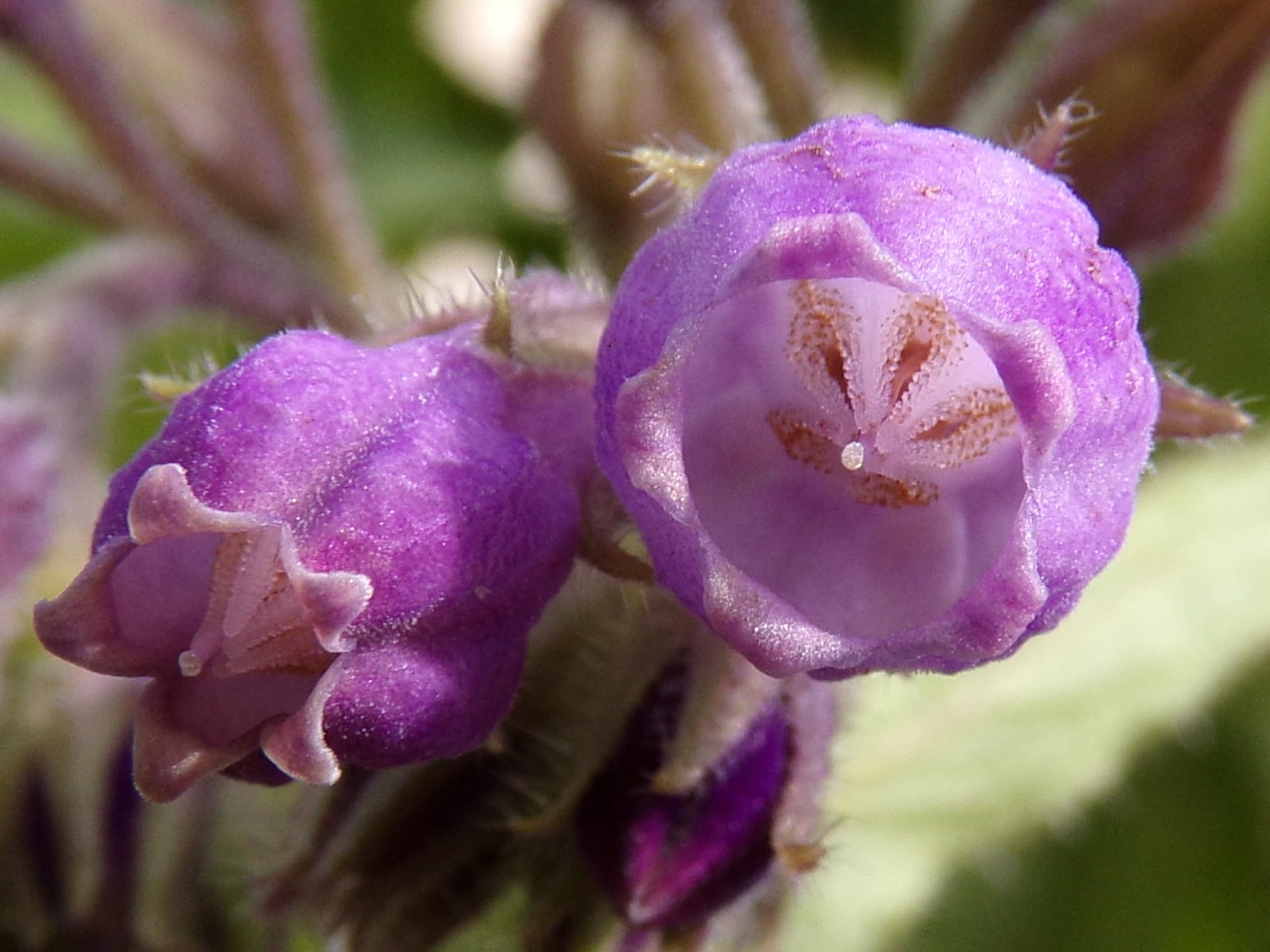 Żywokost NT - Symphytum Officinale (zielony nawóz) SEM14