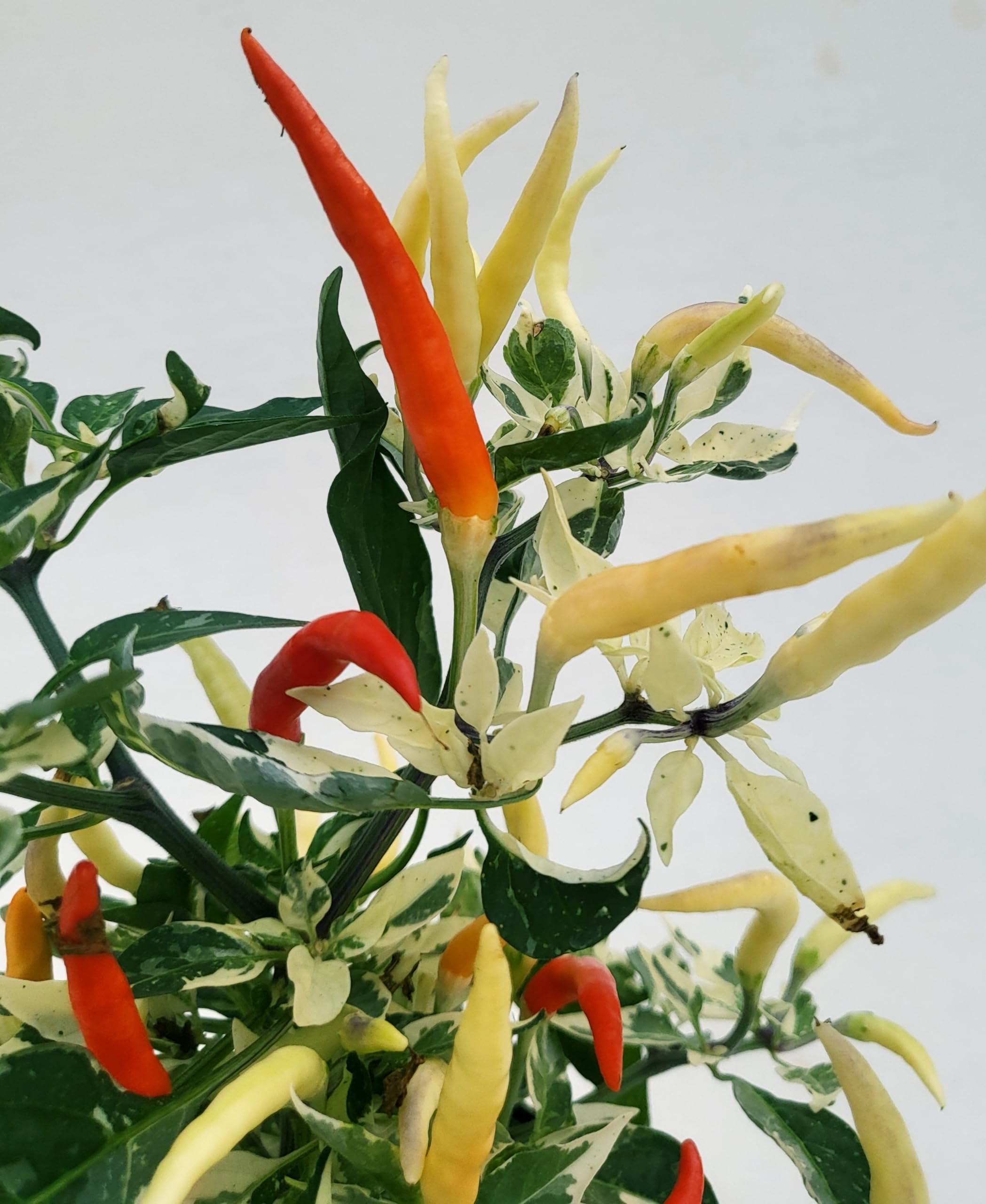 POWERS TO FLOWERS - PEPERONCINO PICCANTE ORNAMENTALE VARIEGATO. PEPERONCINO ROSSO, CAPSICUM. VASO 12CM, 3 PIANTE, piante vere