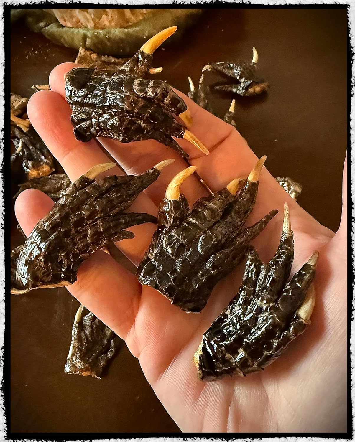 Set of Four Real Alligator Claw Paws, Magick - Voodoo - Hoodoo - Oddities - Science Specimen