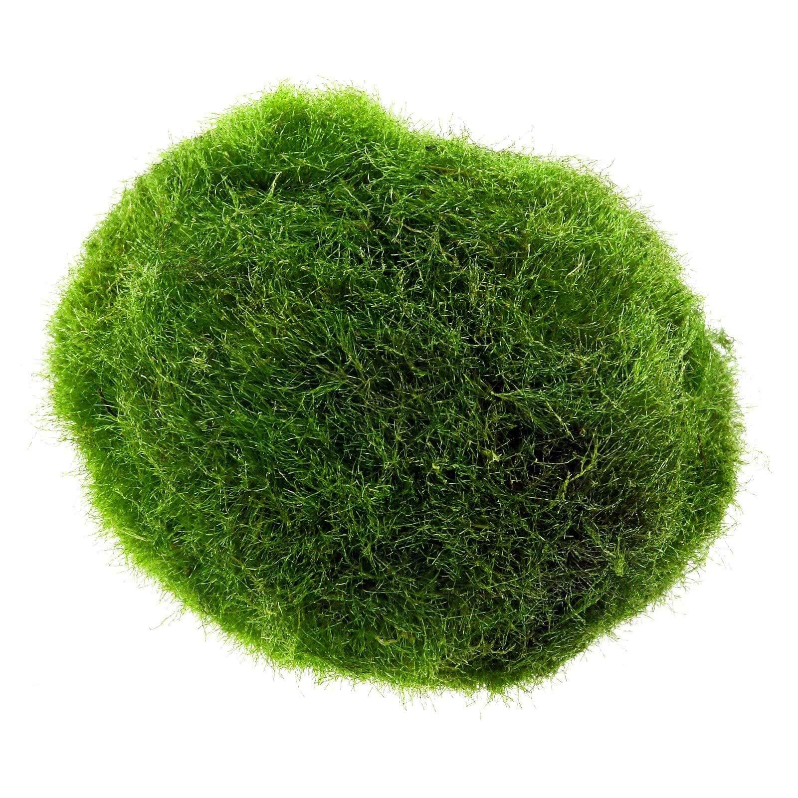 Marimo Alga Marimo (2-4 Cm) - Alga Palla Cladophora Aegagropila Muschio ...