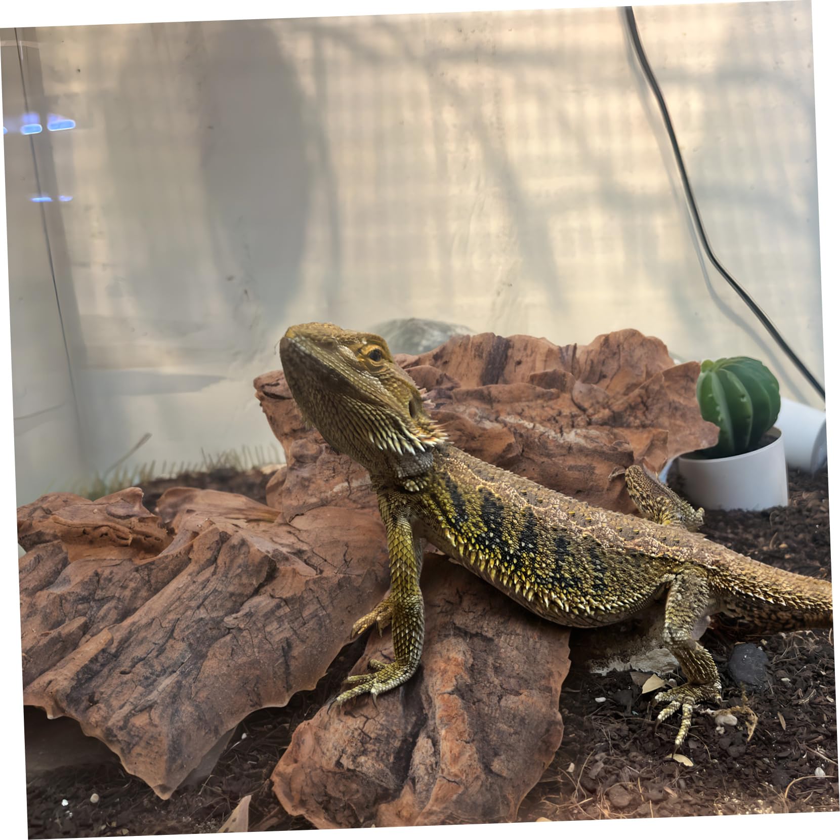 14piezas Plataforma De Trepa para Reptiles Refugio Natural y Decoración para Terrario y Acuario Aislante para Reptiles Espacio De Ocultación para Serpientes y Lagartos