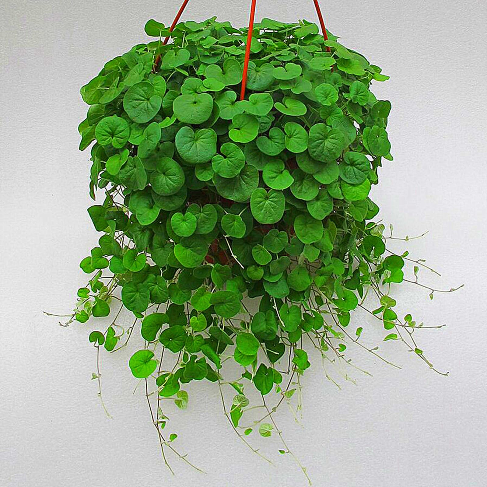 Rare Stephania Bulbs Perennial UK, Fragrant Flowers, Rare and Beautiful Stephania Rhizome in Bulk,Planting for Stunning Garden Displays-1 Rhizome-A
