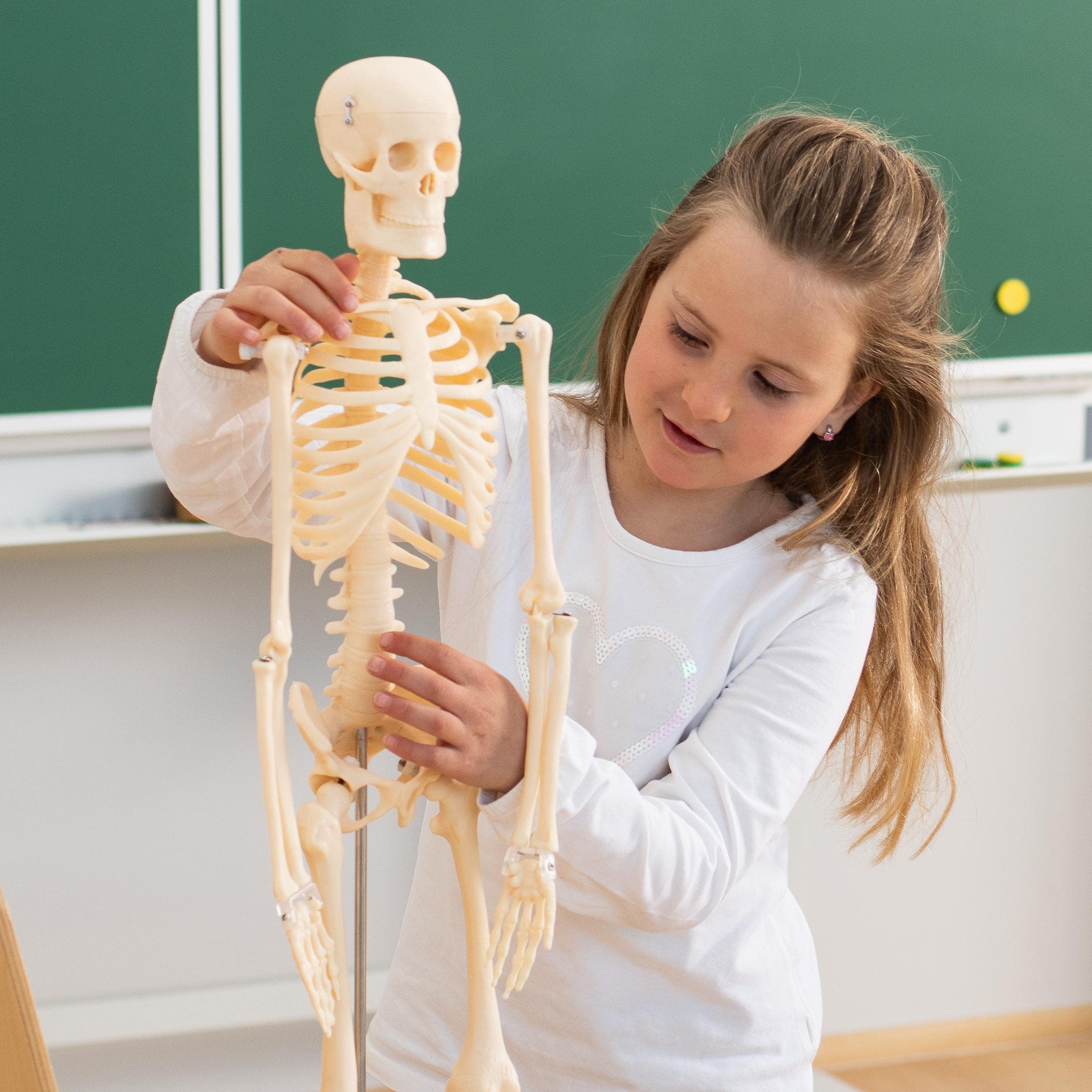 Betzold - Anatomie Skelett 80 cm, menschliches Modell - Anatomiemodell Biologie