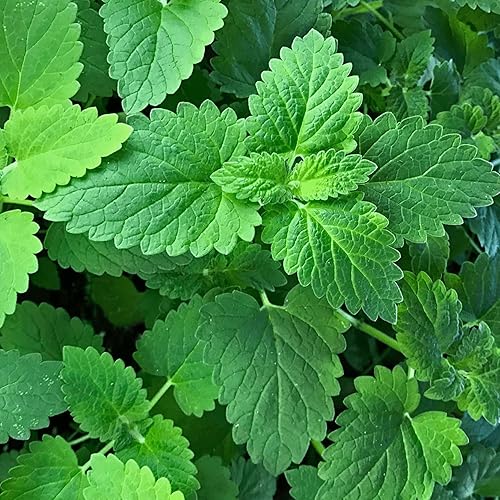 Miniatura 5 de YEGAOL Garden - Semillas de hierba gatera Nepeta Cataria, fácil de cuidar en contenedor de jardín, 100 piezas de semillas de hierbas