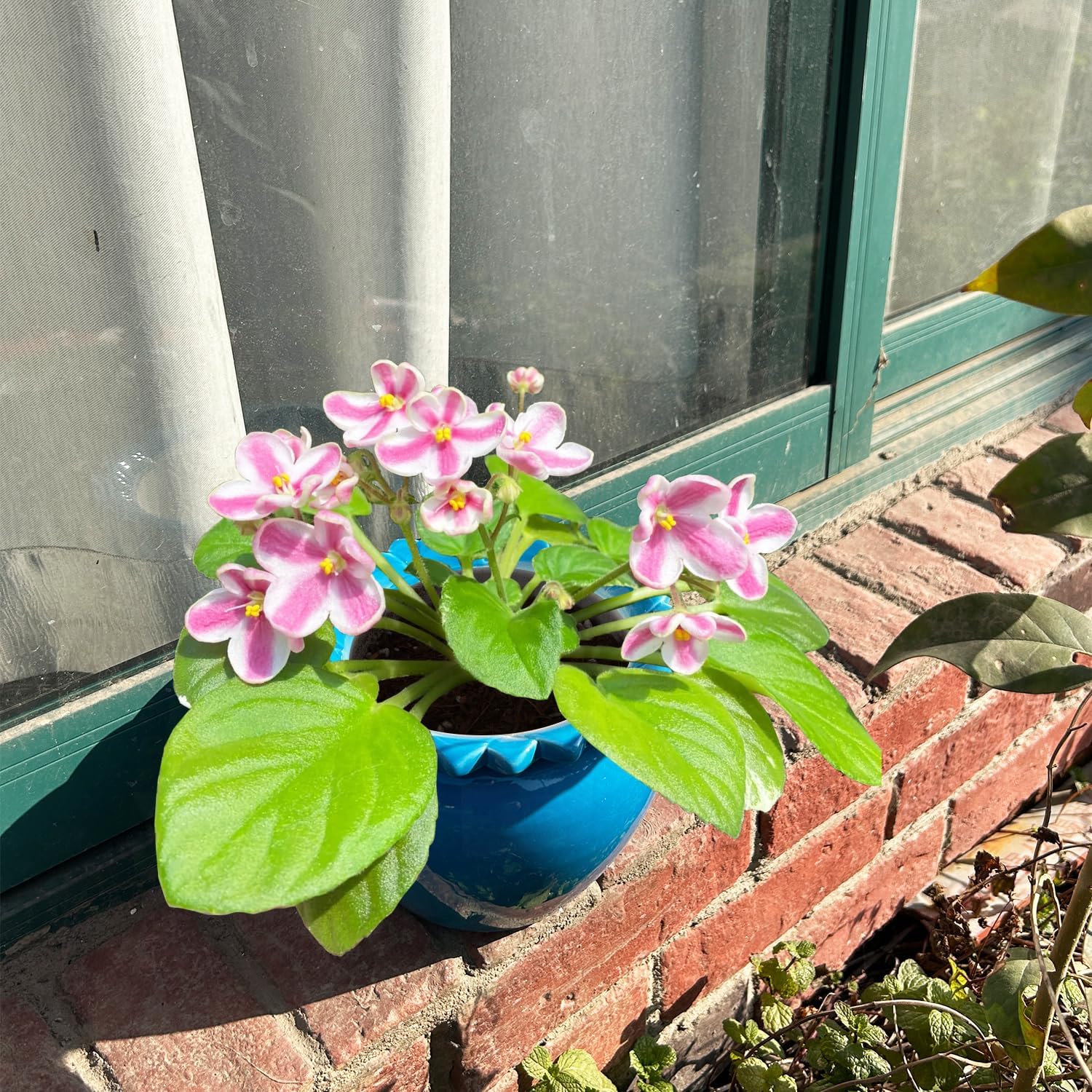 2pcs African Violet Pots, 6.5 Inch Blue Ceramic Easy Plant Self Watering Pot Ceramic Pot High Absorption Orchid Planter for Plant Enthusiasts