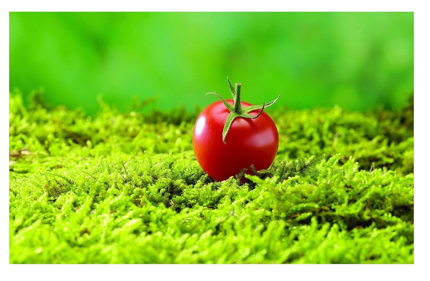 Tomato Seeds Best Quality Premium seeds Pack of 100 Amazon.in Garden