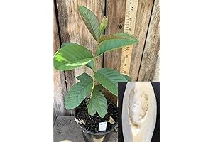 Tropical Guava Cream White Big Fruit Psidium Guajava Starter Tree