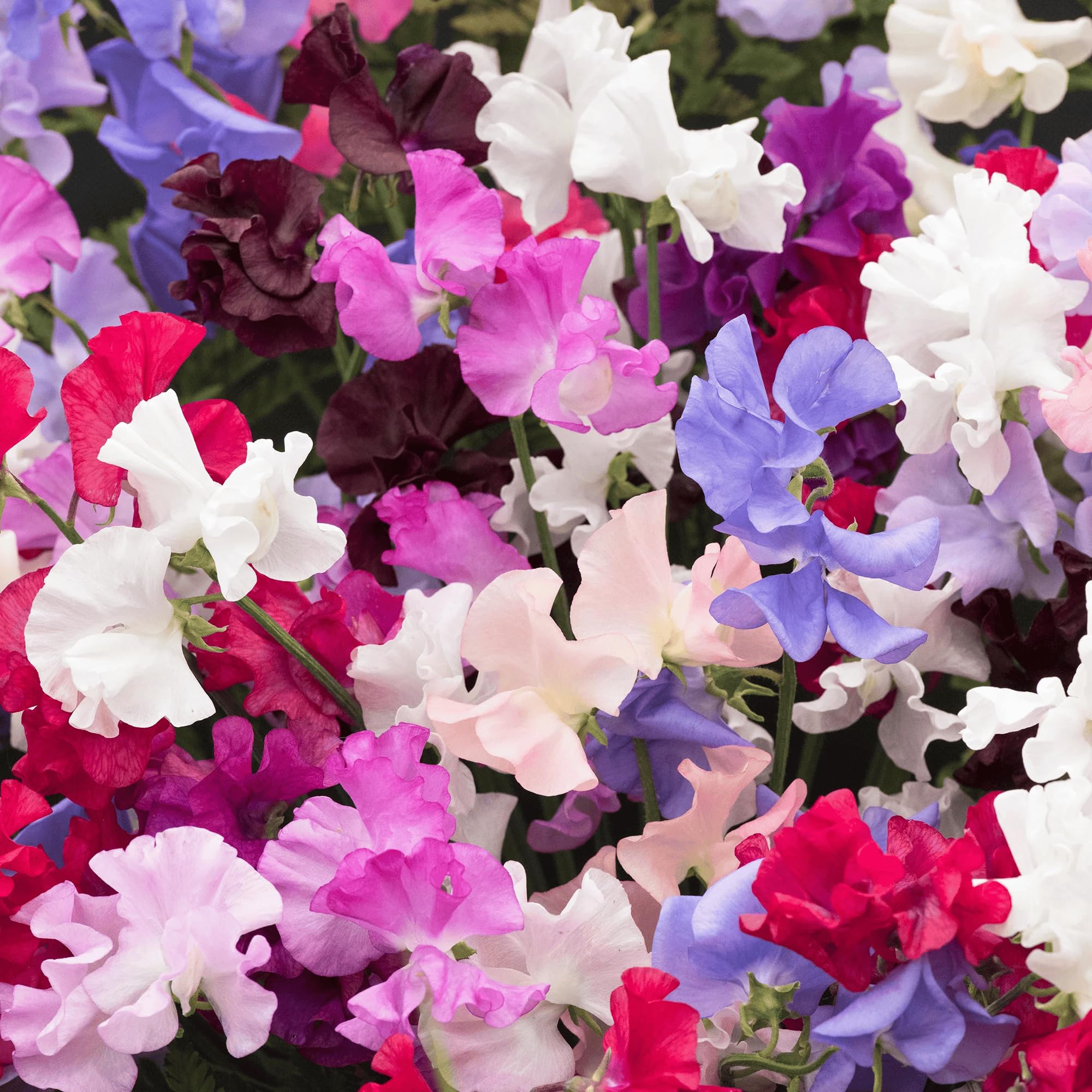 Sweet Pea Tall Live Bedding Plants - Traditional Mix Carry Pack Climbing Plug Plants for Sun Garden Trellis & Patio Planters, Fast Growing Heavy Blooming Colourful Summer Floral Display (6 Pack)