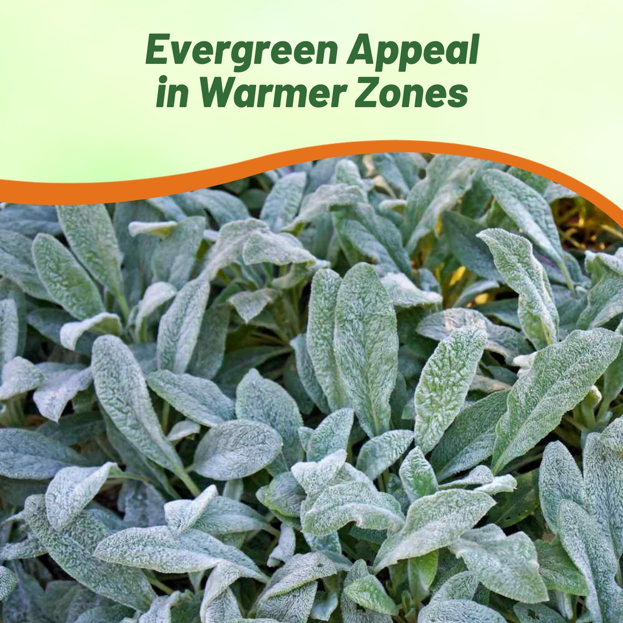 Amazon.com : Outsidepride Stachys Byzantina Lamb's Ear Seeds - 1000 Pcs  Perennial Flower Seeds for Planting Velvet-Textured Silvery Foliage &  Vibrant Blooms for Ground Cover & Pollinator Gardens : Flowering Plants :
