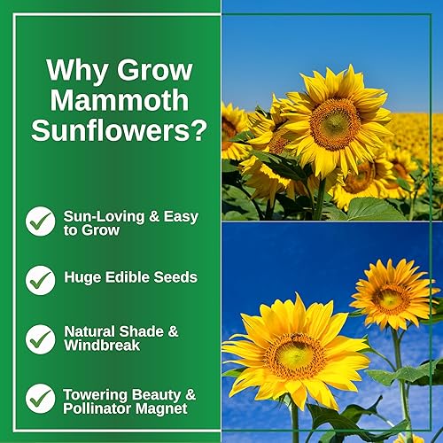 Miniatura 3 de TKE Farms & Gardens - Semillas de girasol de mamut para plantar, más de 100 semillas de reliquia sin OMG, girasoles altísimos con flores amarillas