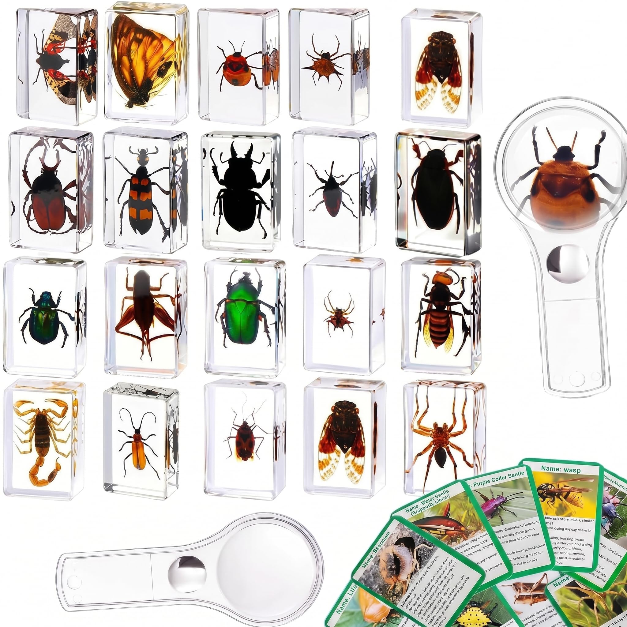 Insect in Resin Collection,Educational Bugs Specimen Set for Kids,Perfect for Preschool,Classroom Science and Home Displays (20 Insect Styles)