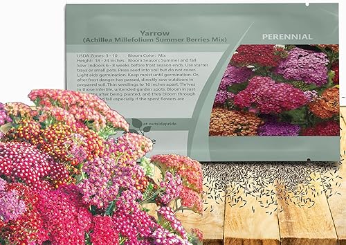 Outsidepride Flores de jardín de bayas de verano de milenrama Achillea para cortar arreglos secos 1000 semillas