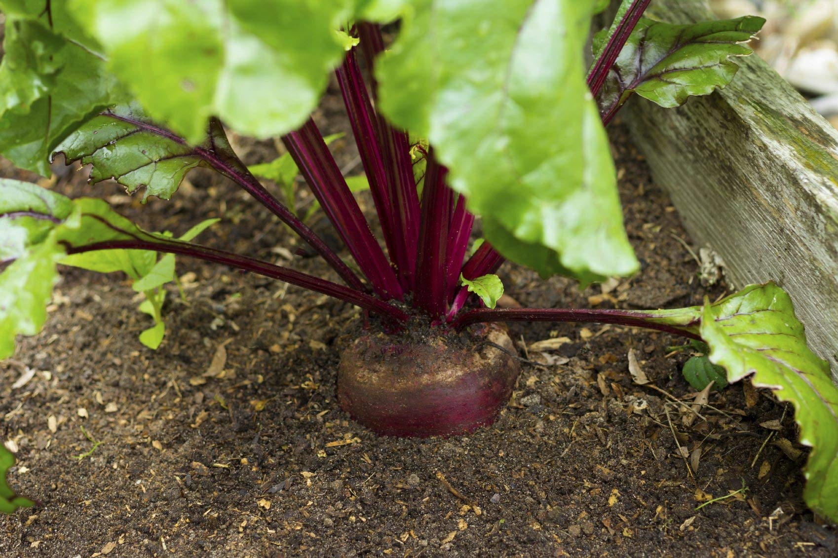 VIBEX-™ XL-88-Fast Germination Organic Vegetable Seeds - Beet Root-200 x Seeds