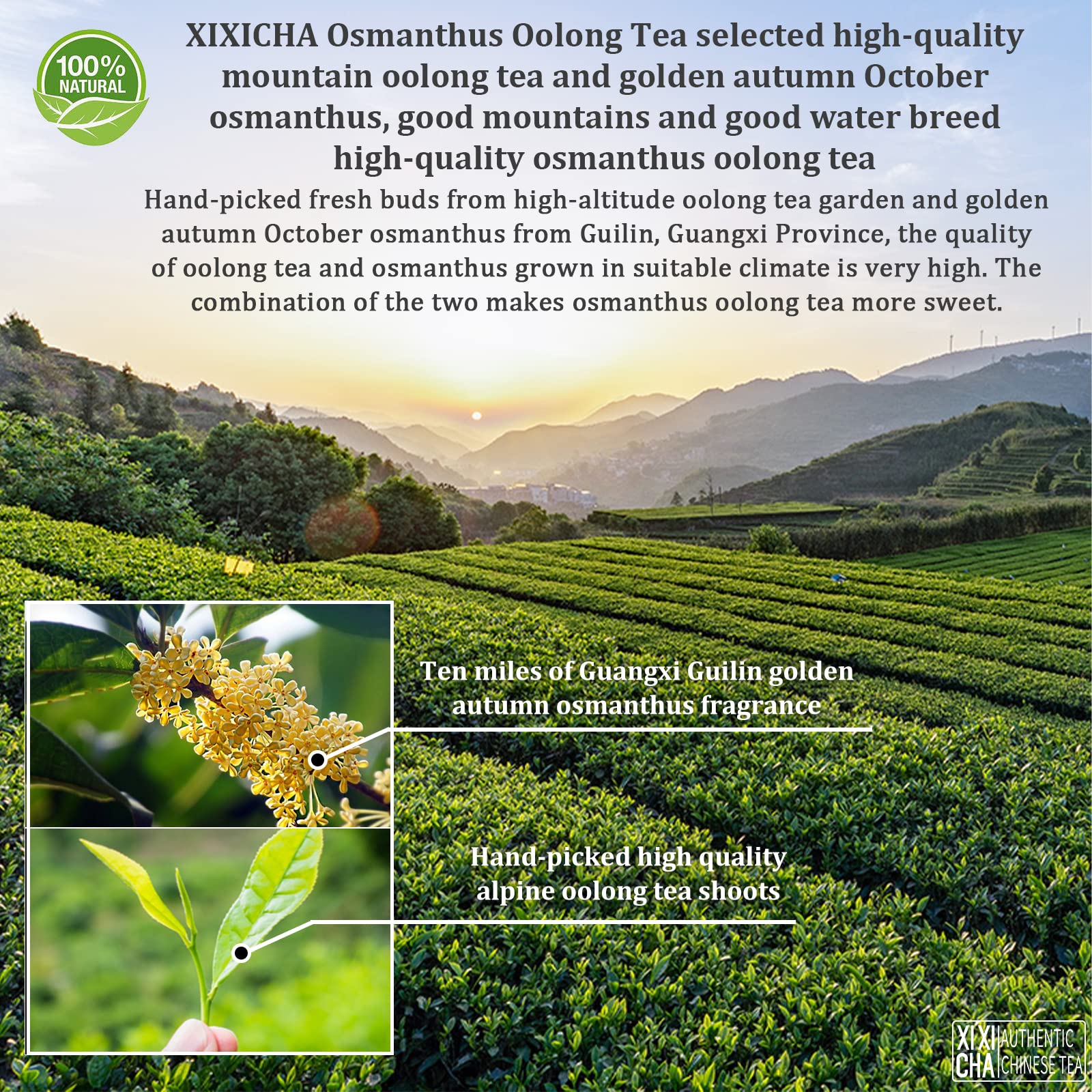 Osmanthus Oolong Tea Taiwan Tea Oolong Tea Loose Leaf