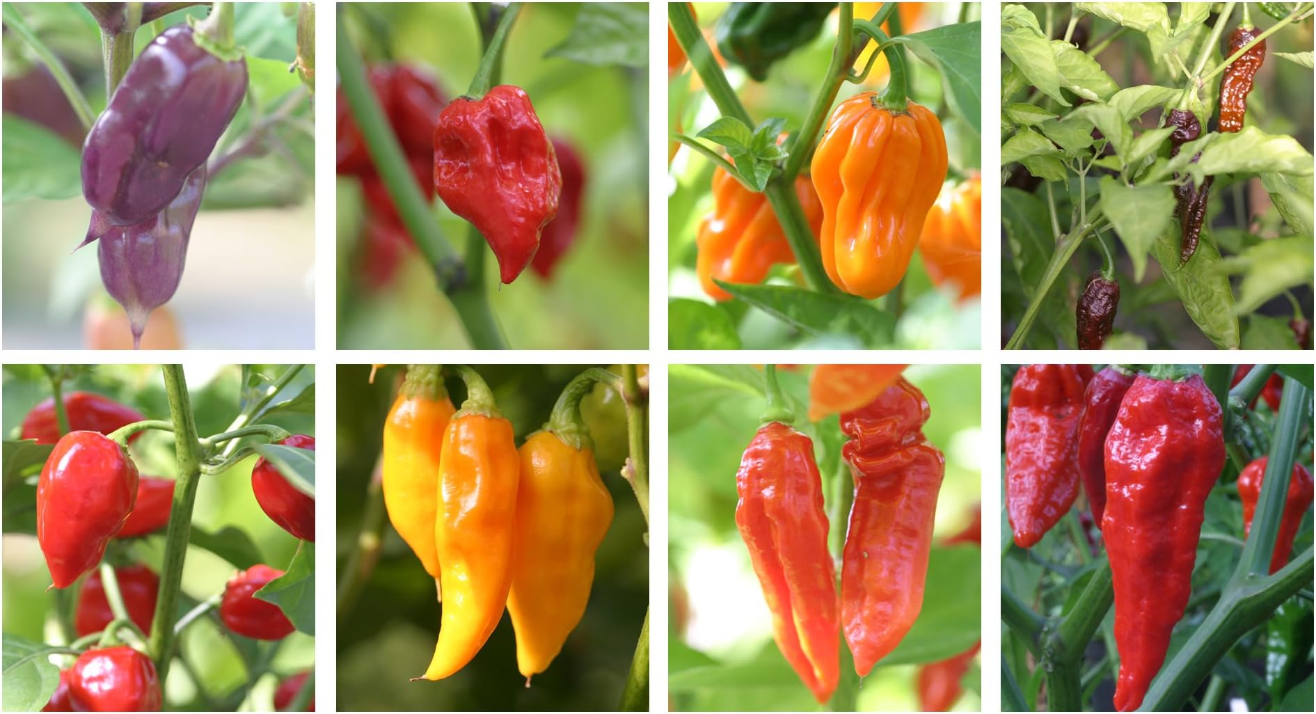 Super Hot Chilli Pepper Seed Collection. 10 Seeds Professionally Graded