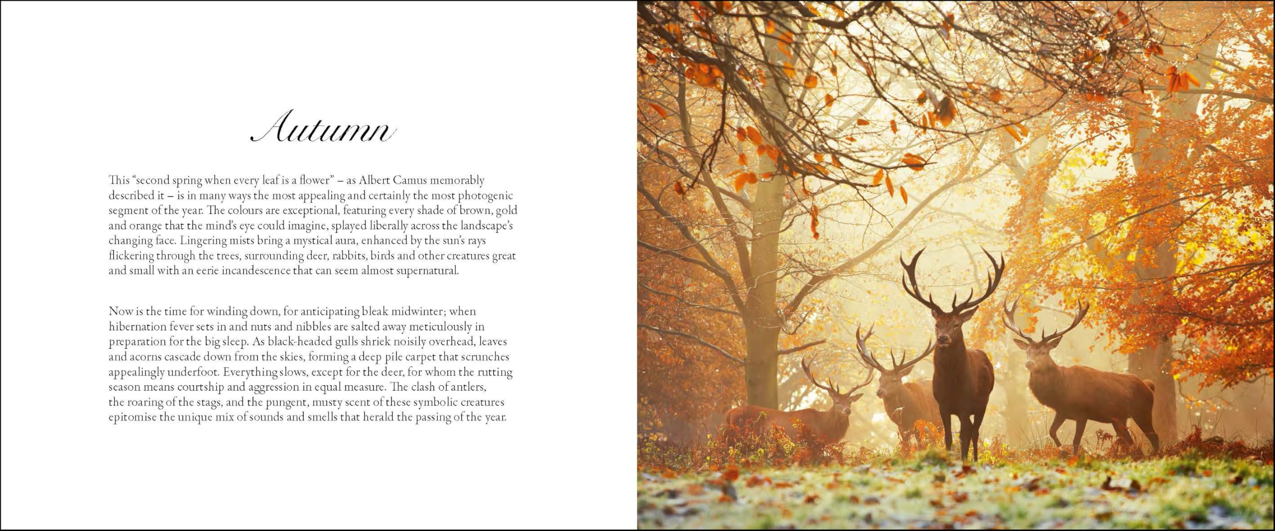 Richmond Park: London's Wildlife Haven