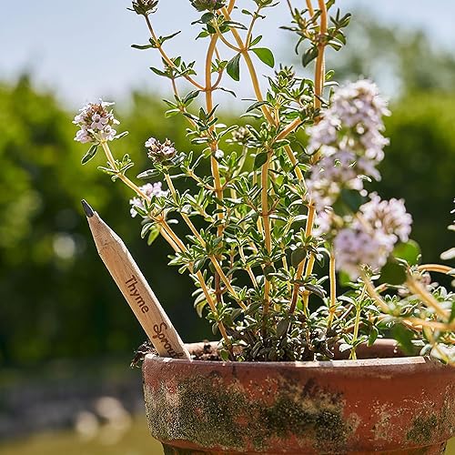 Miniatura 4 de Sprout Lápices de madera  Mindful Thoughts Edition  Lápices de madera plantables de grafito preafilado HB con semillas de flores, hierbas y verduras